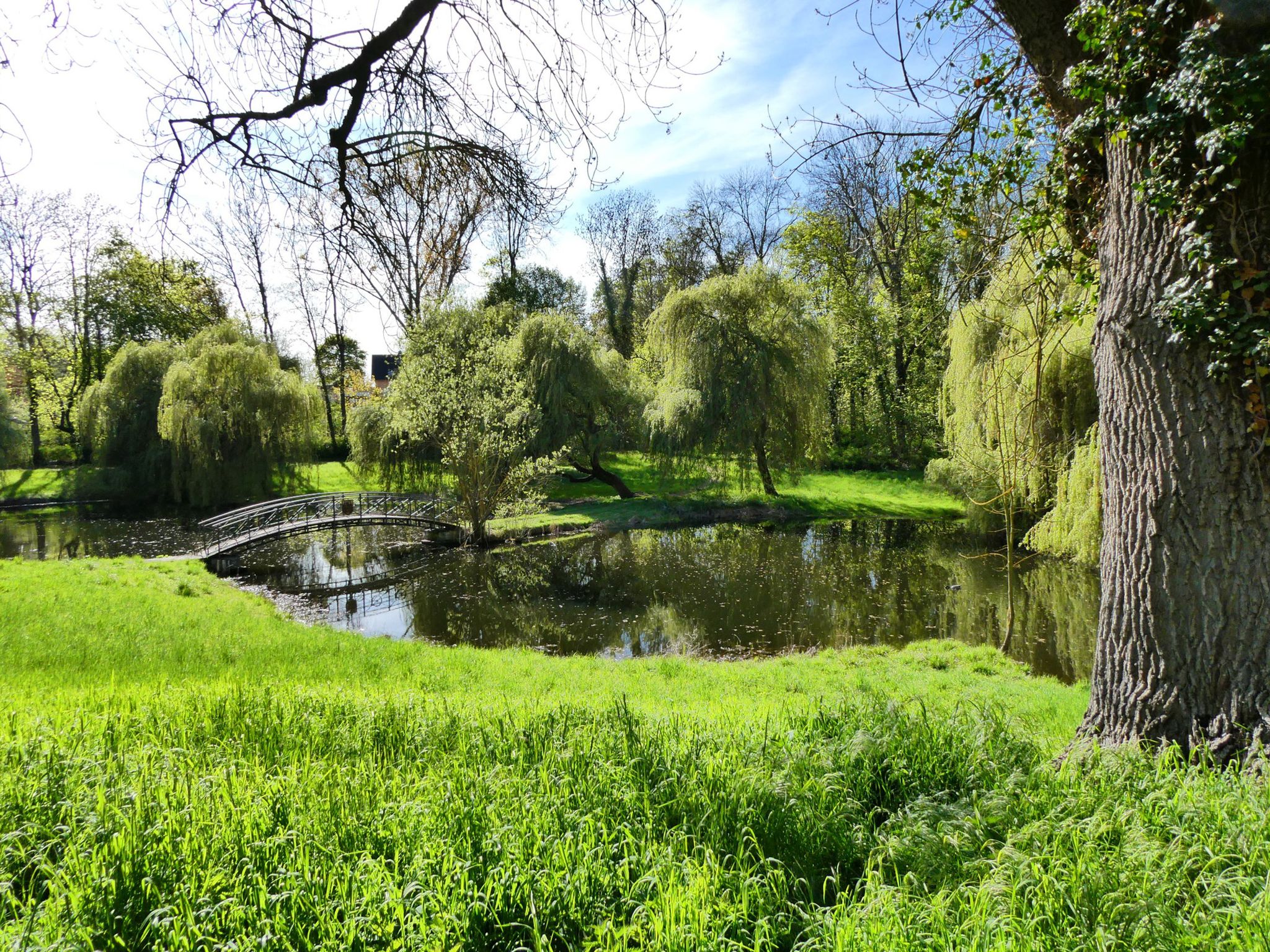 Kontrastreicher Teich im Volkspark Wanzleben