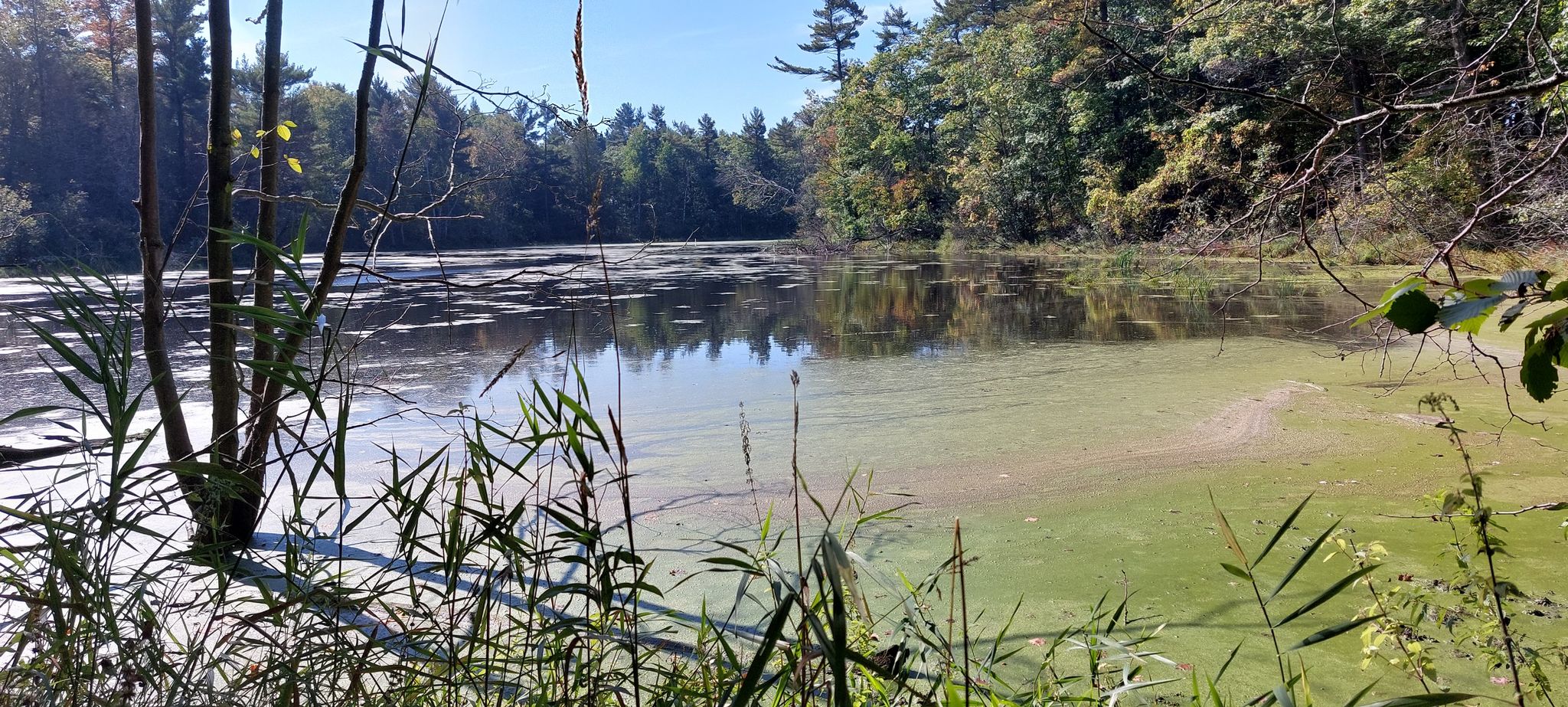 A calm lake with green algae, surrounded by dense forest in bright daylight. - Ice Age Trail: Point Beach Segment