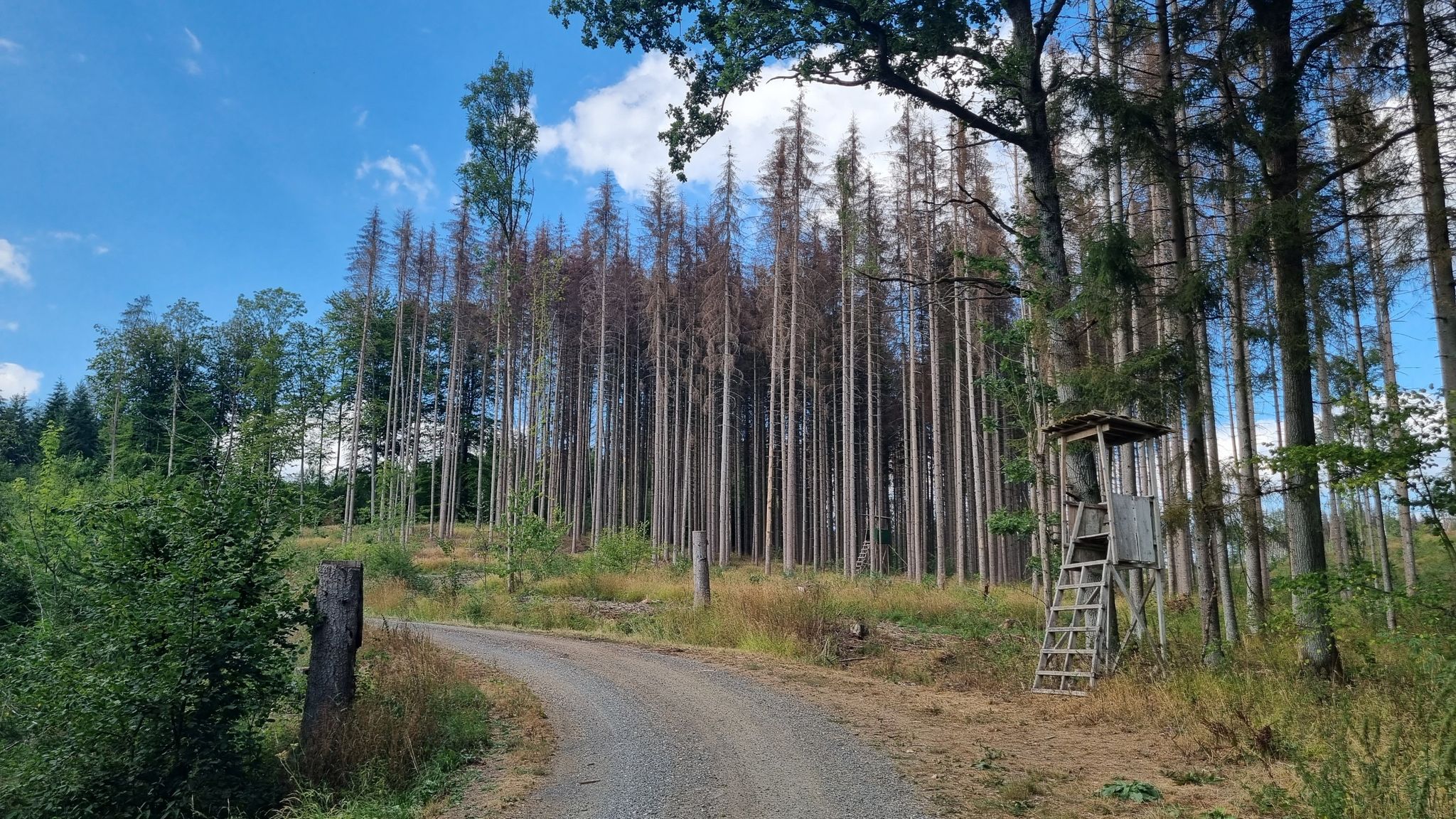 Toter Wald :-(