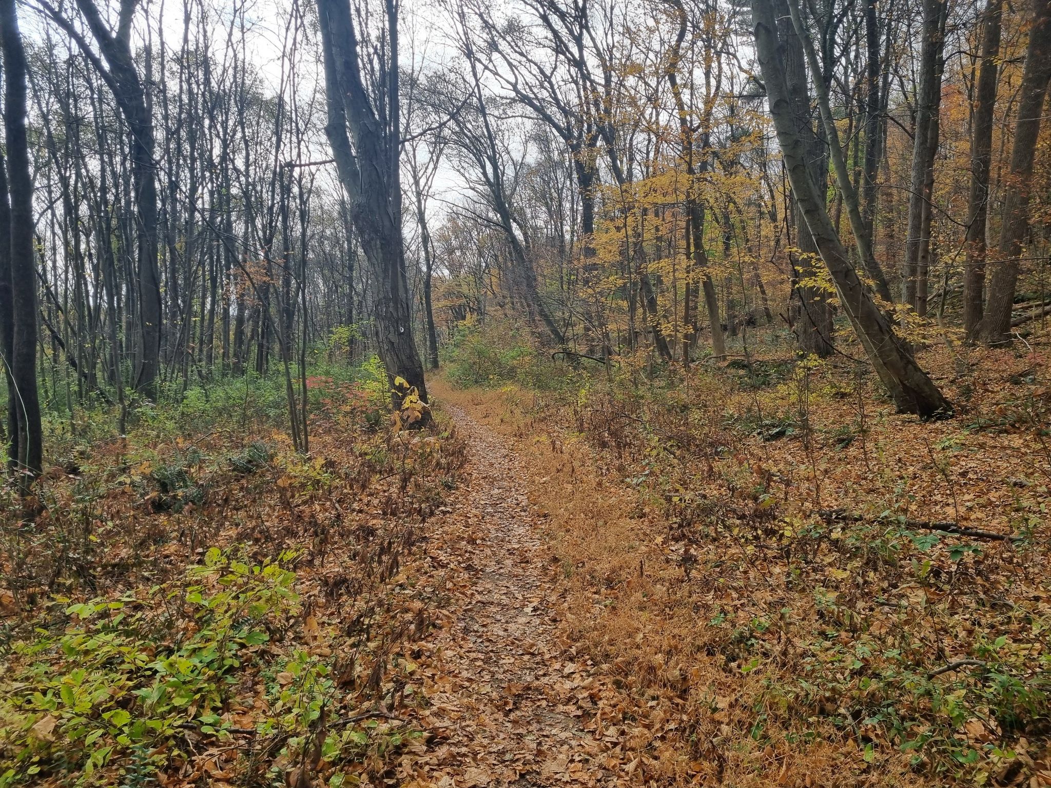 A narrow path covered in brown leaves winds through a dense autumn forest. - Hudson River Overlook loop from Esopus