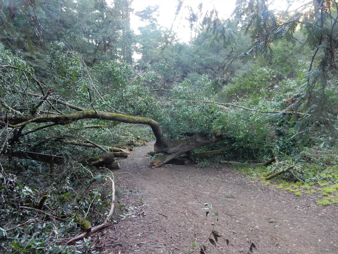 A large fallen tree blocks a dirt path in a dense forest. - Palo Seco Creek – Palos Colorados Trail loop from Leimert Bridge