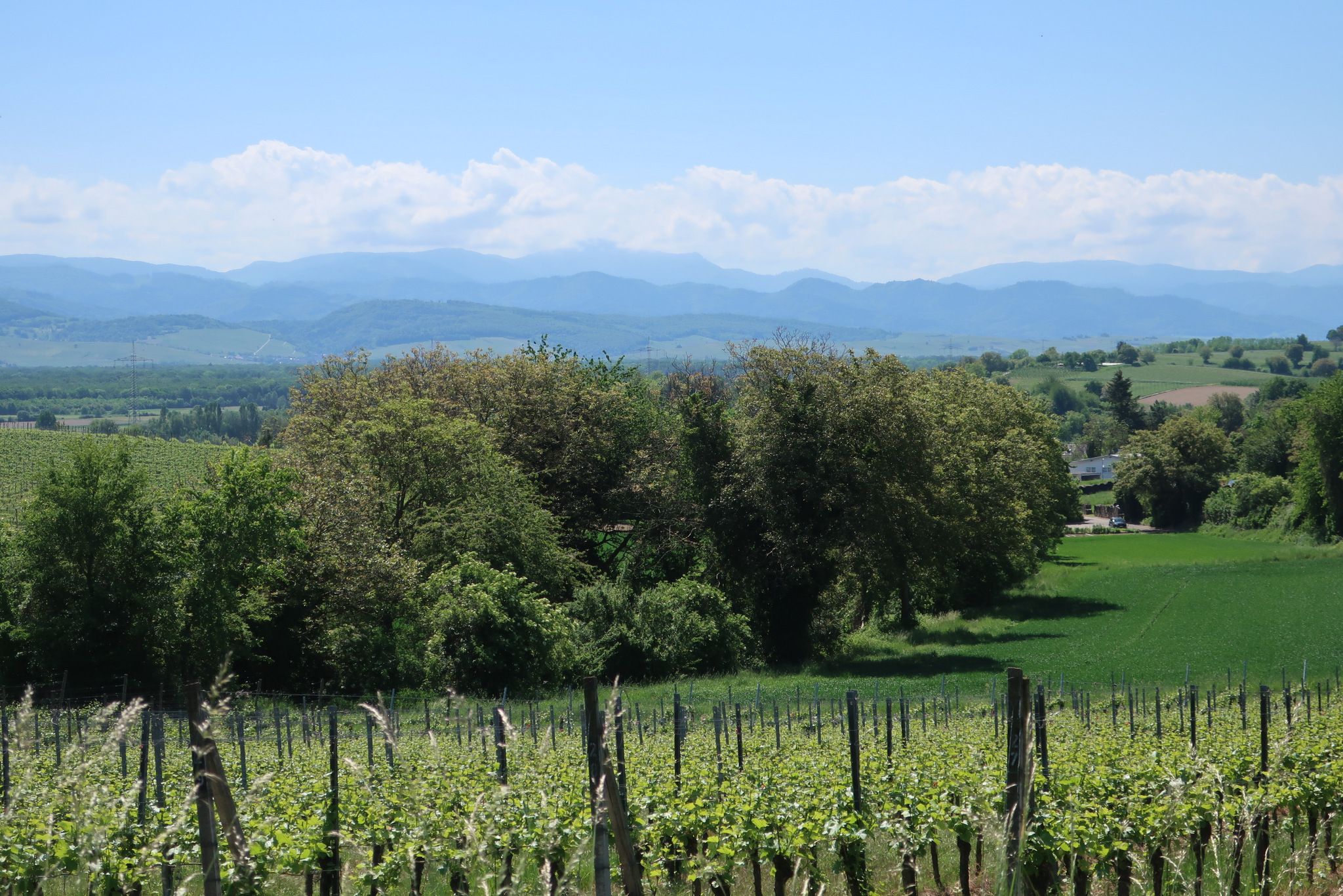 Belchenblick vom Tuniberg-Höhenweg oberhalb Waltershofen