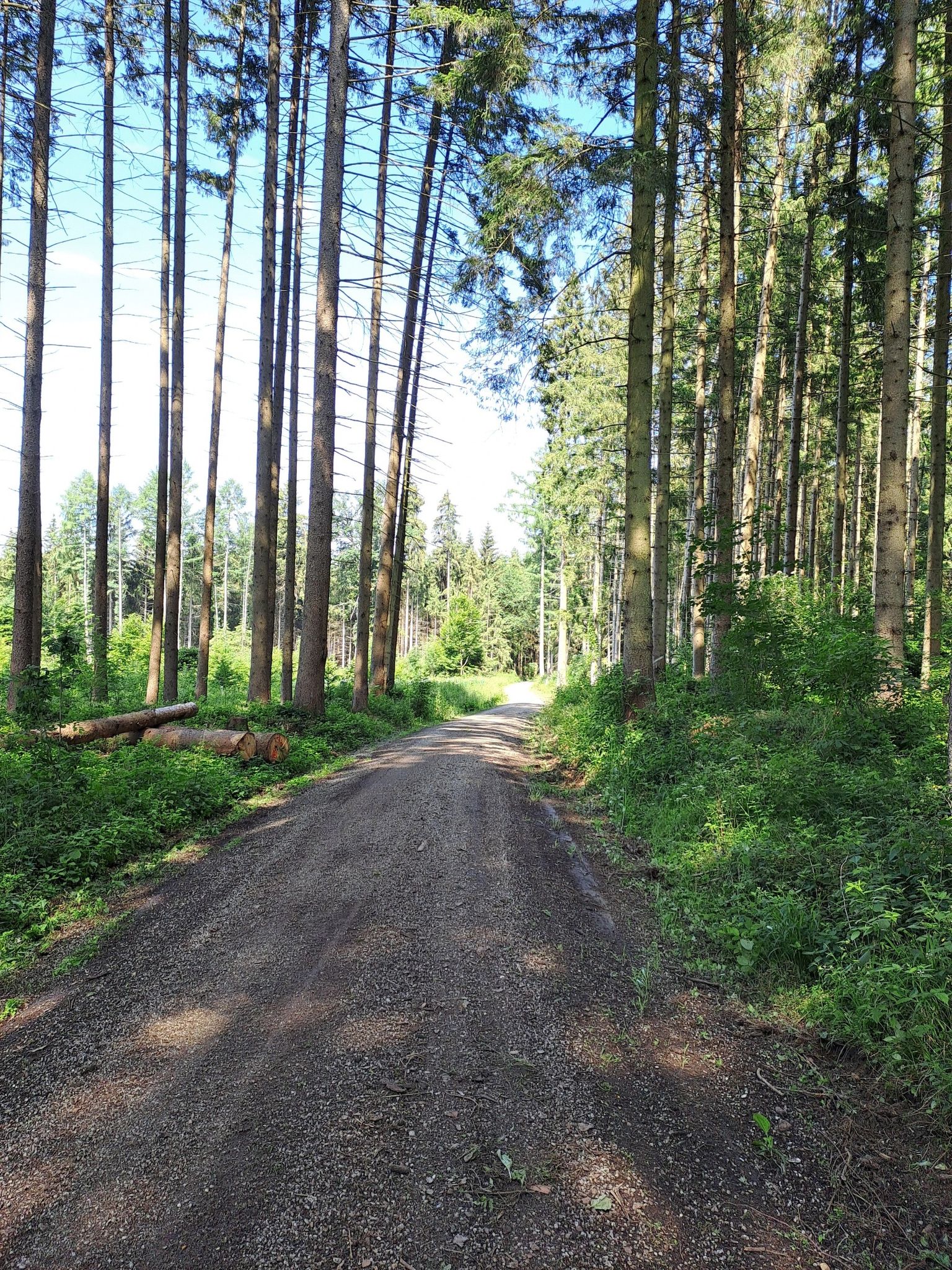 schöne Waldwege Richtung Horgau
