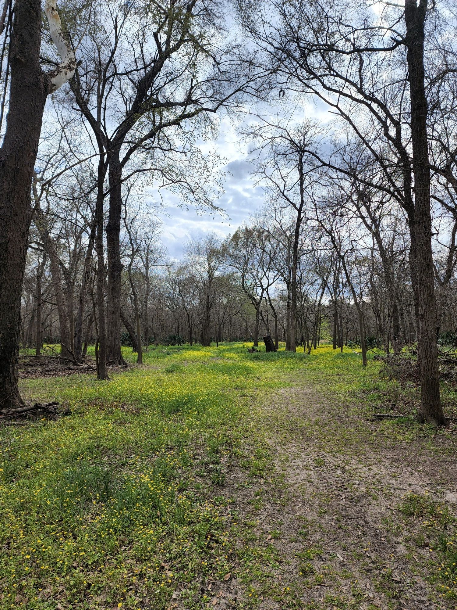 Dirt path through a forest with bare trees and green ground cover. - Equestrian and Nature Trail