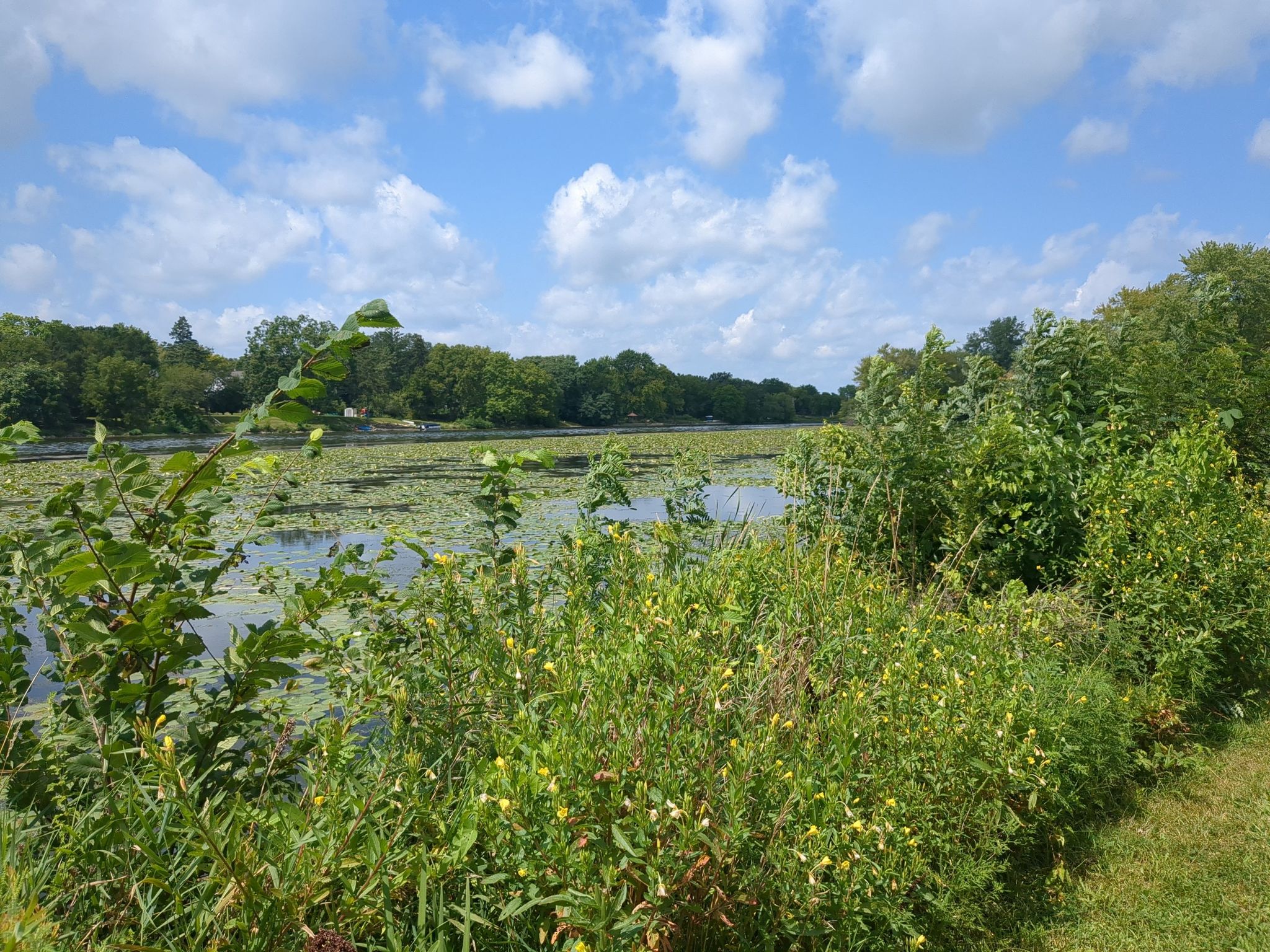 Lake covered in lily pads, framed by green foliage under a bright sky. - Fox River Trail (FRT) – Riverside Park (Buie Park) loop from Bartlett