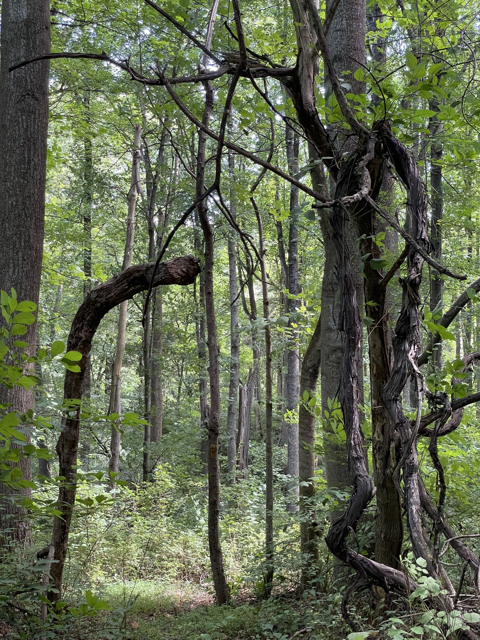 Dense green forest with twisted branches and tall trees. - Running loop from Seneca Creek State Park