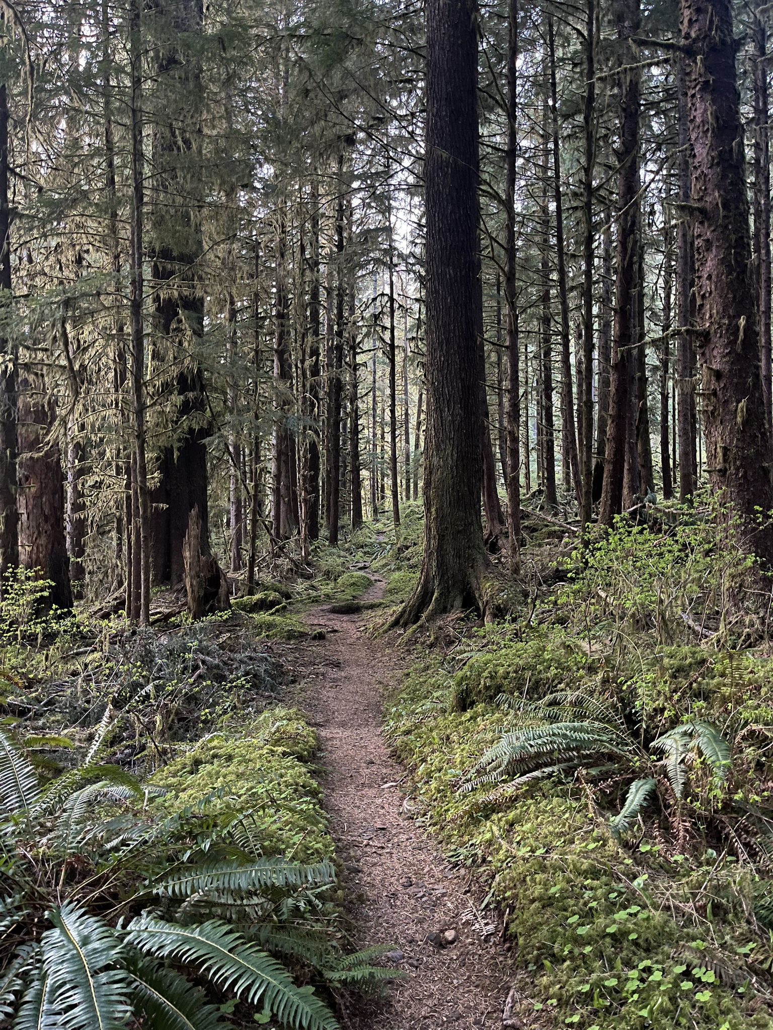A narrow dirt trail leads through a dense forest with tall trees and ferns. - South Fork Hoh River Trail