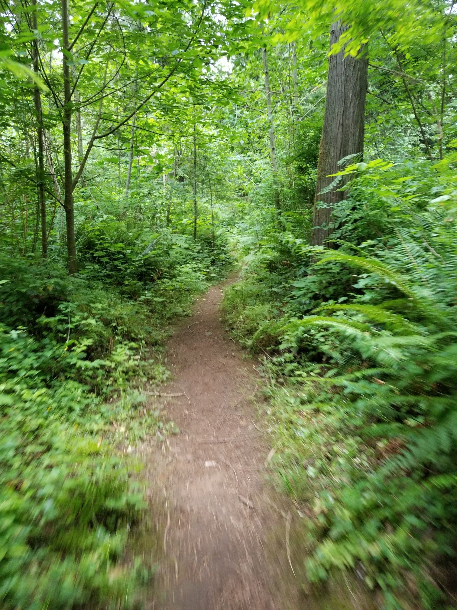 Narrow dirt path winding through a vibrant green, sunlit forest. - Ring Hill Forest loop