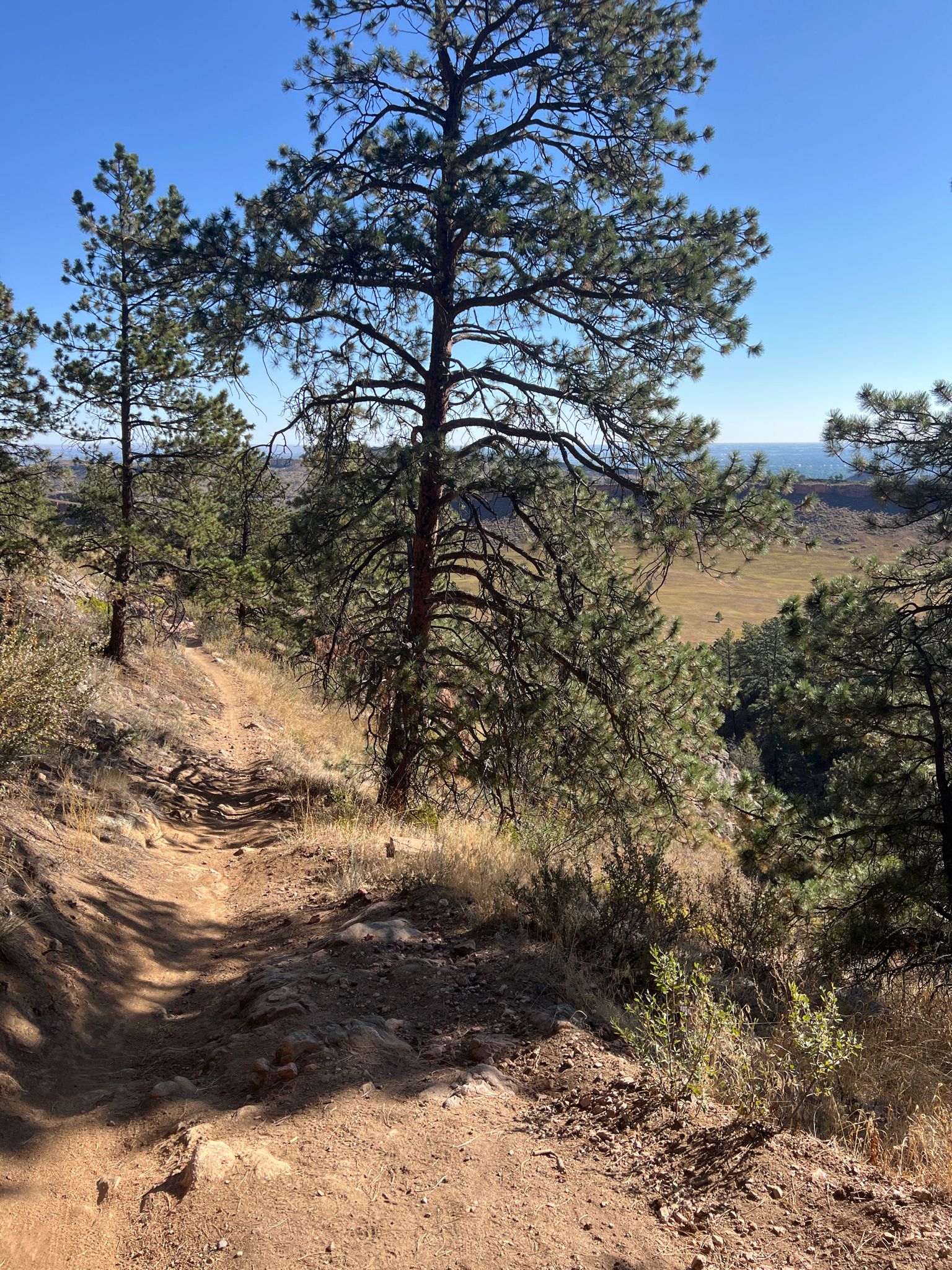 A dirt trail winding through pine trees overlooking a valley on a sunny day. - Swan Johnson, Sawmill and Shoreline Trail Loop