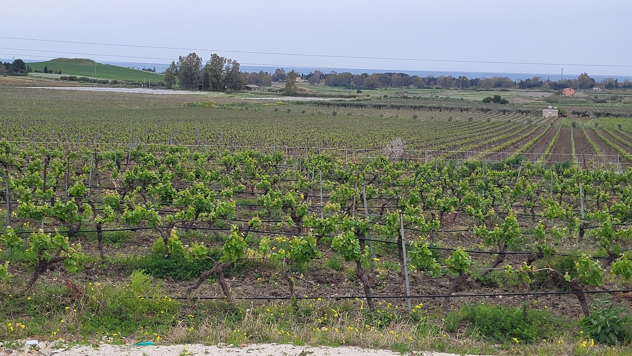 Weinreben April