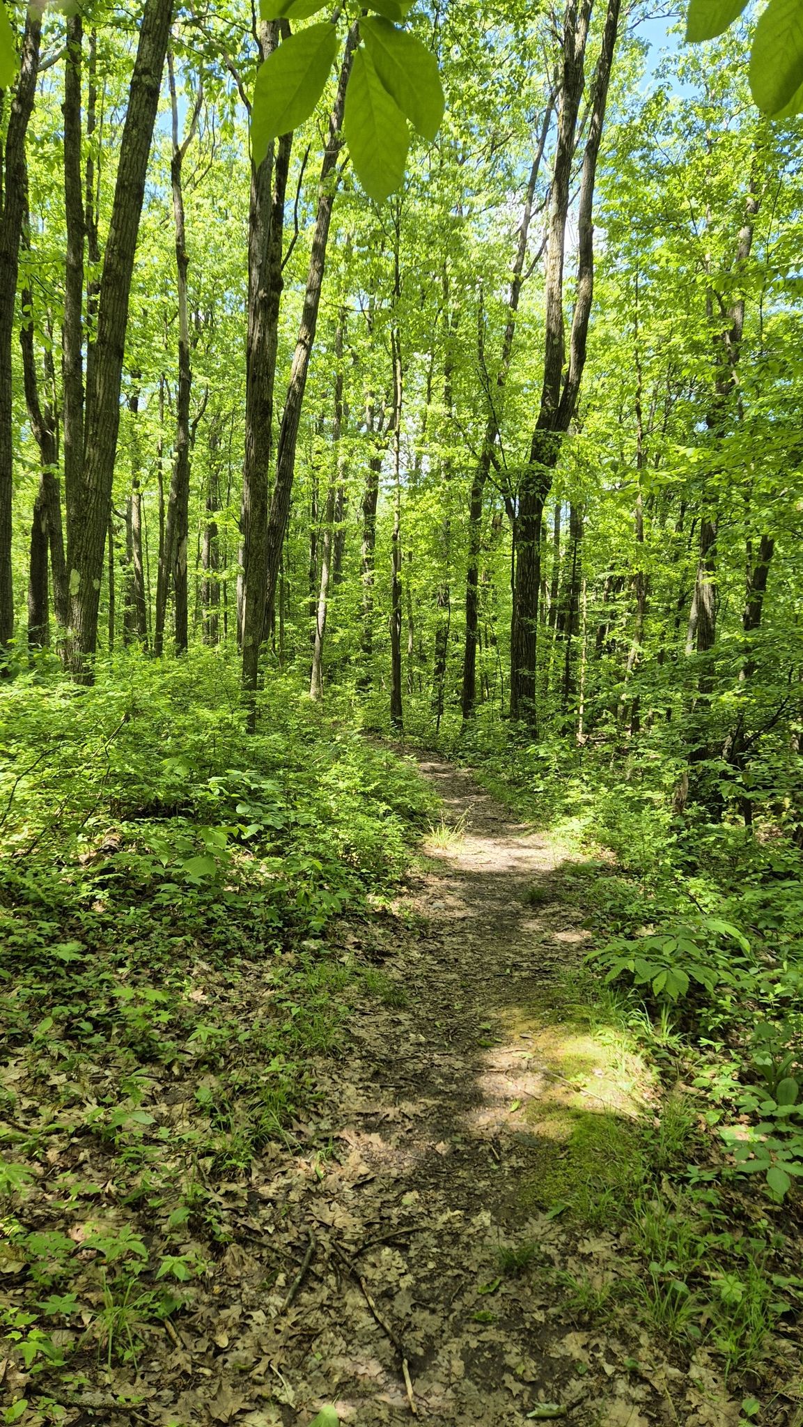 A narrow dirt path winds through a bright, sun-dappled green forest. - Tracy Ridge Trail
