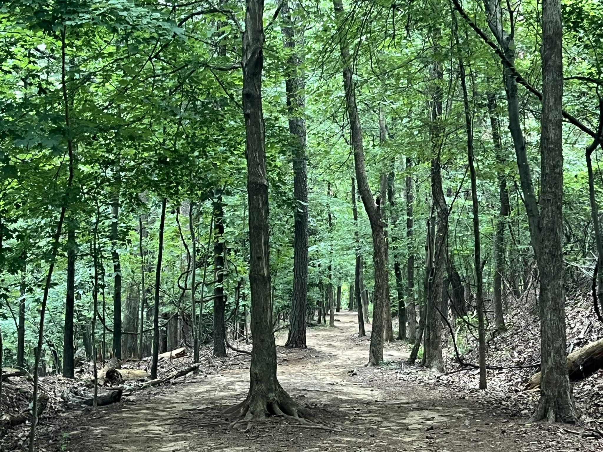 A winding dirt path through a dense, green forest with dappled light. - Kennesaw Mountain Loop