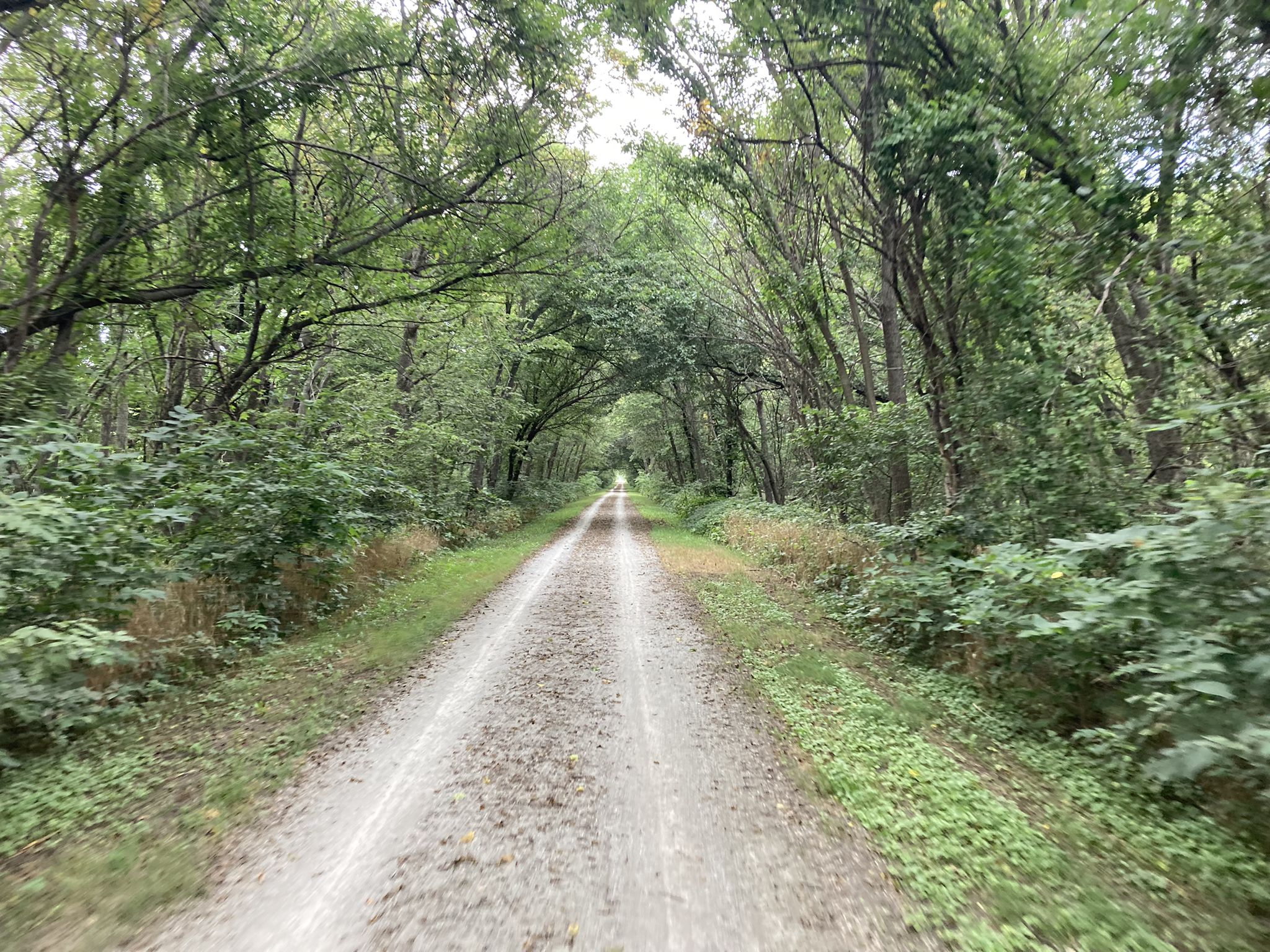 A long, straight dirt path through a lush green forest canopy. - Rock Island Trail – Jamaica North Trail loop from Stone Ridge Estates