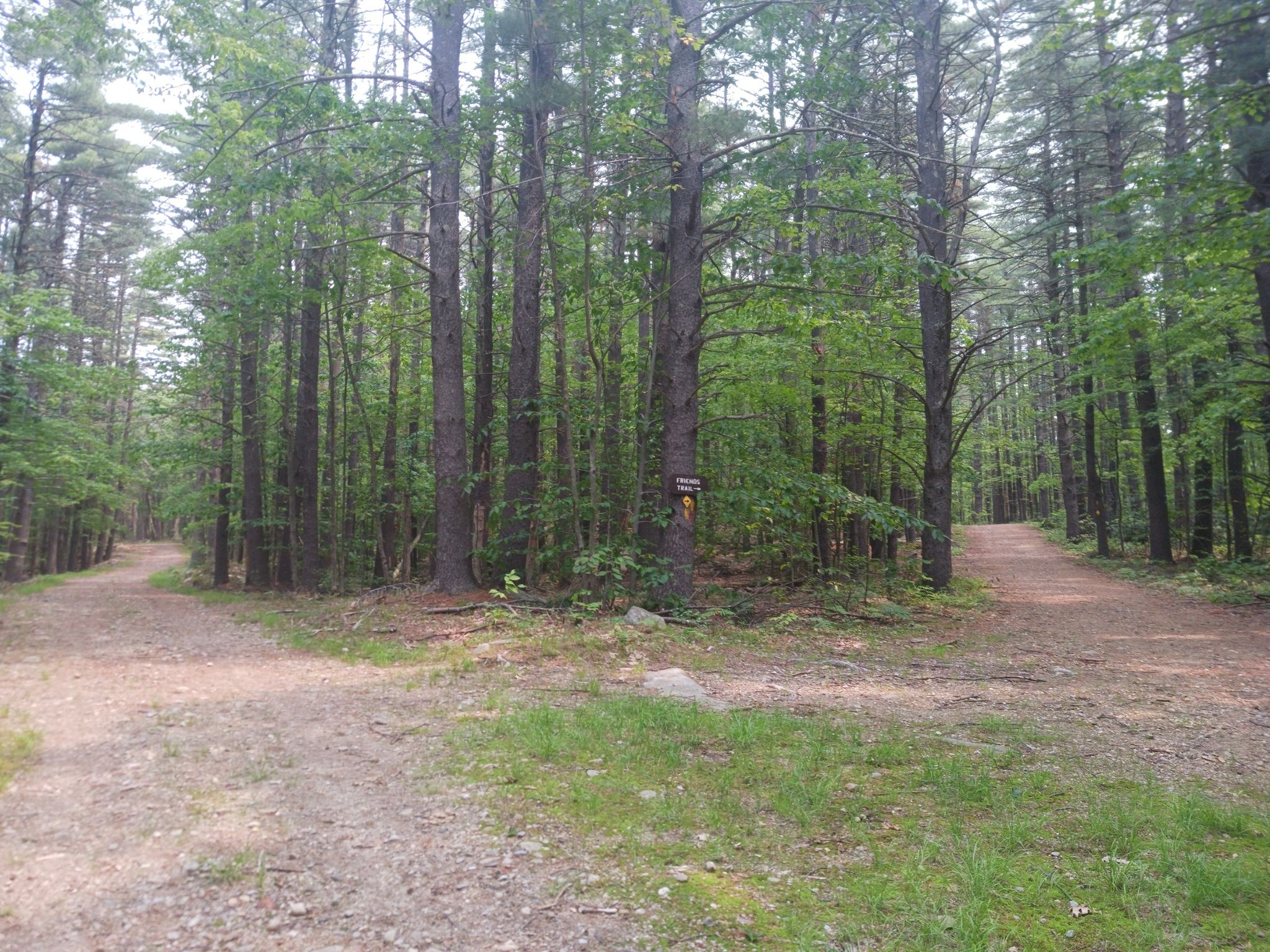 A dirt path forks in a sunlit, dense forest with tall trees. - Friends Trail – Townsend State Forest & Willard Brook State Forest