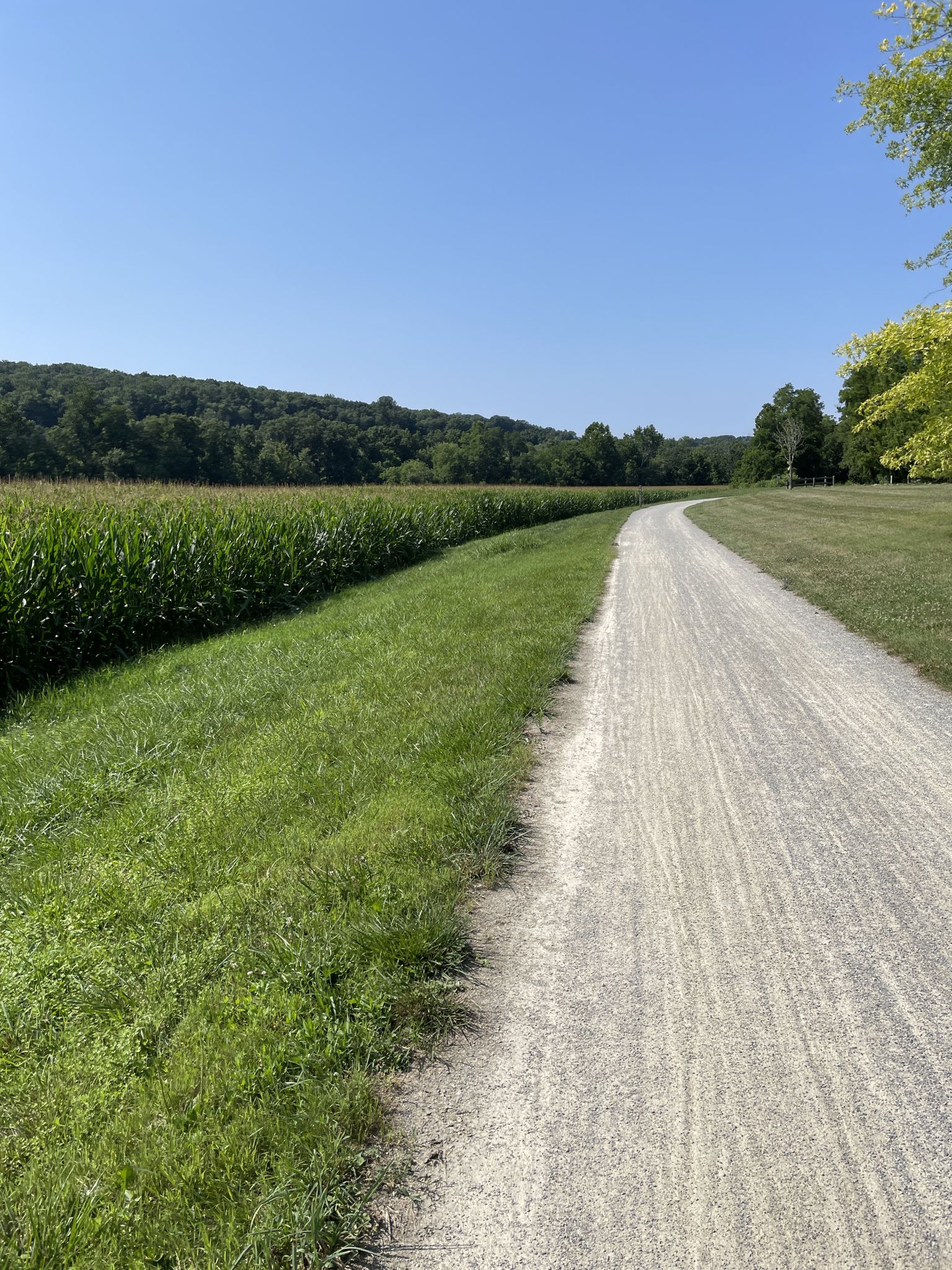 A gravel path beside a tall green cornfield under a clear blue sky. - Seven Valleys Parking Lot – Four Springs Winery loop from Richard M. Nixon County Park