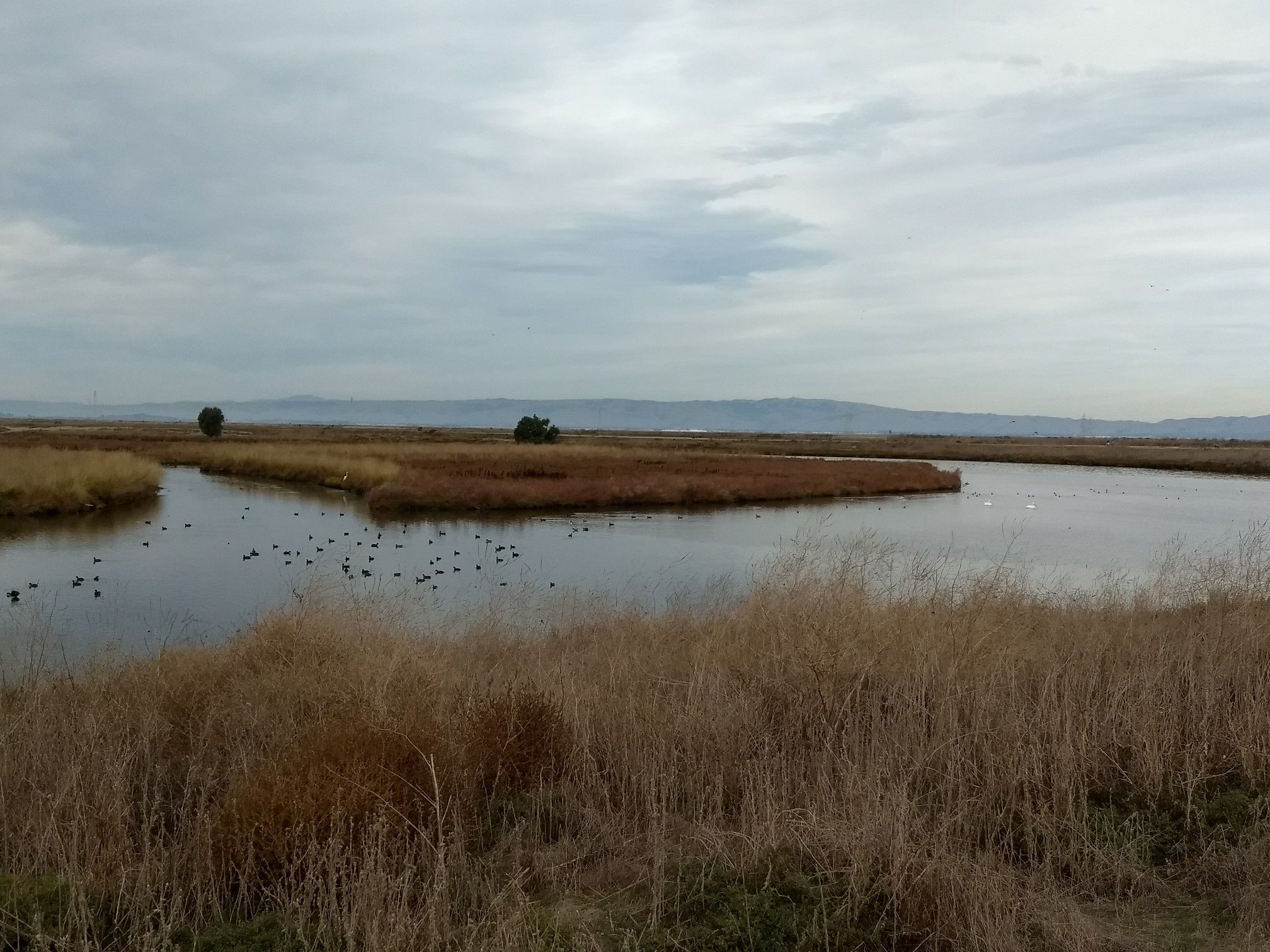 Marshland with water channels and birds under an overcast sky. - Shoreline Lake Boating Center – Charleston Slough loop from Computer History Museum