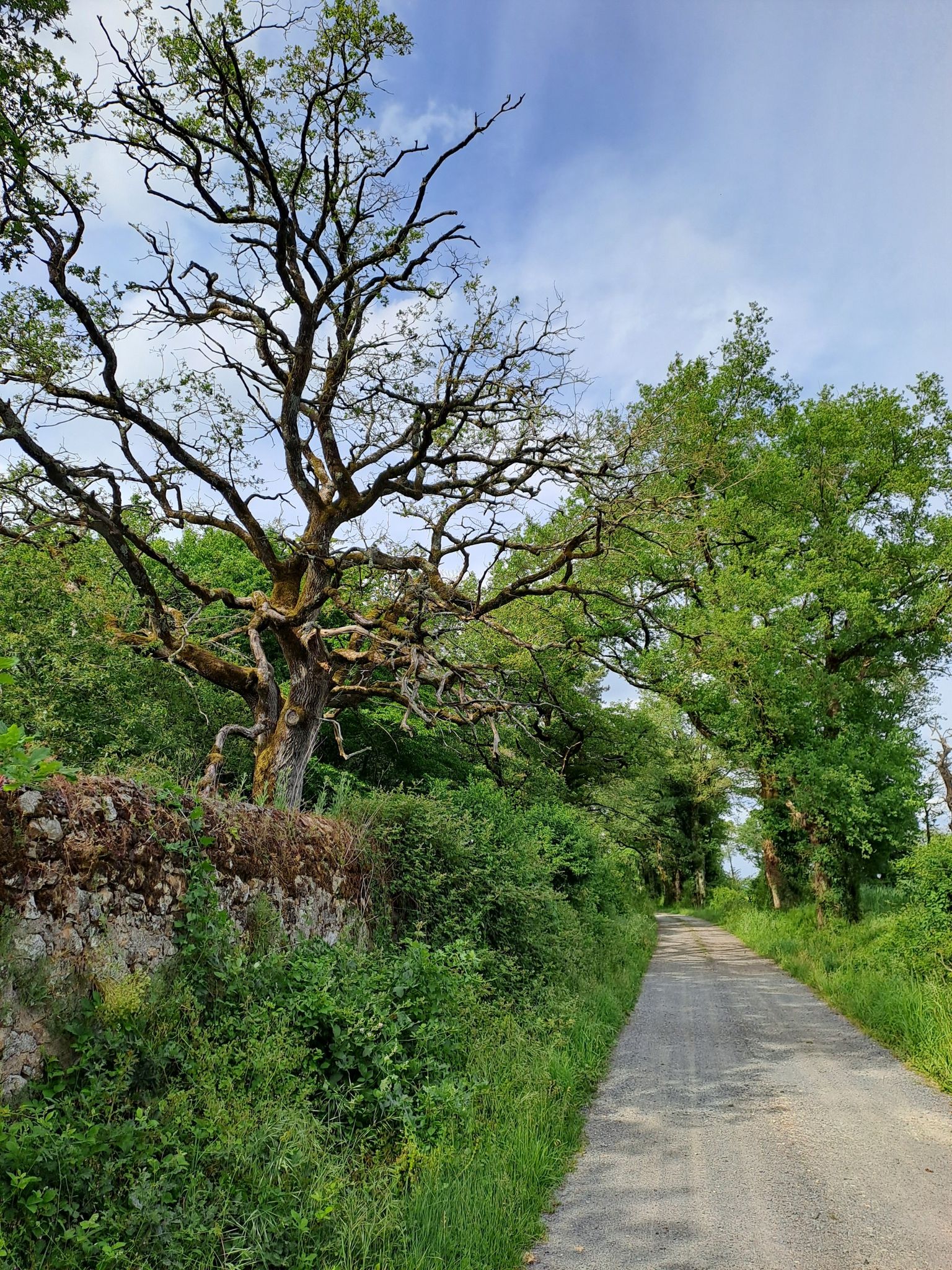 route de la diligence 