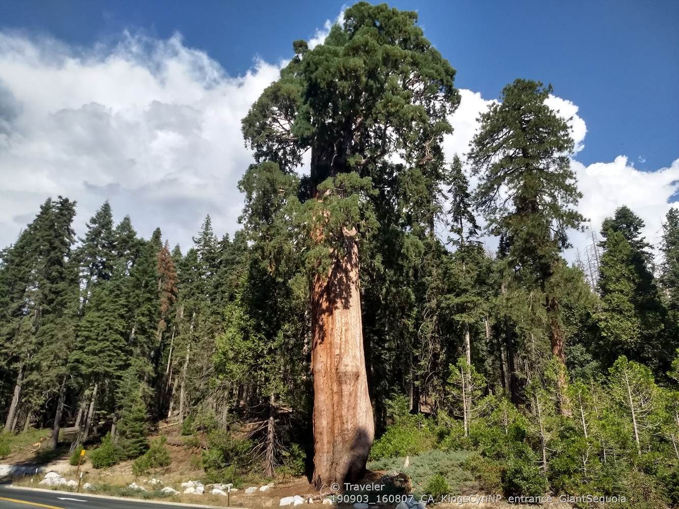 Massive tree with reddish bark dominates a green forest under a cloudy sky. - Dunlap Road & East Kings Canyon Road loop