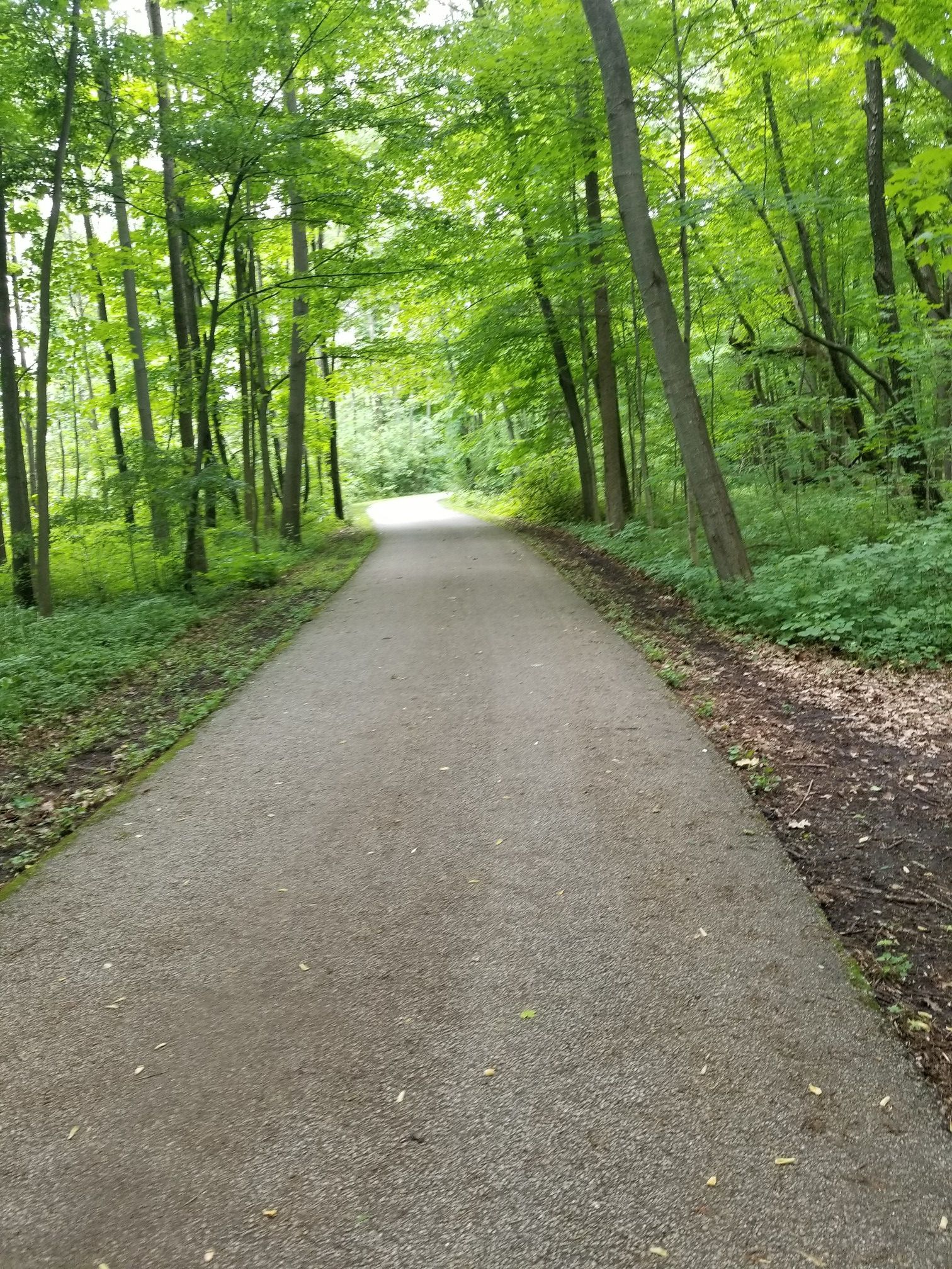 Paved path winding through a dense, sunlit green forest. - Potato Creek Loop