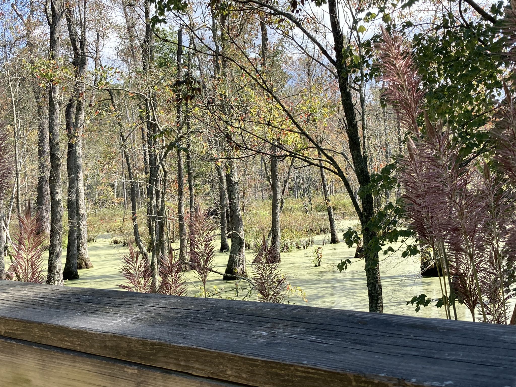 Wooden railing overlooking a swamp with bare trees and green water plants. - Jamestown Trailhead Shelter – Jamestown Settlement loop from Driving Range