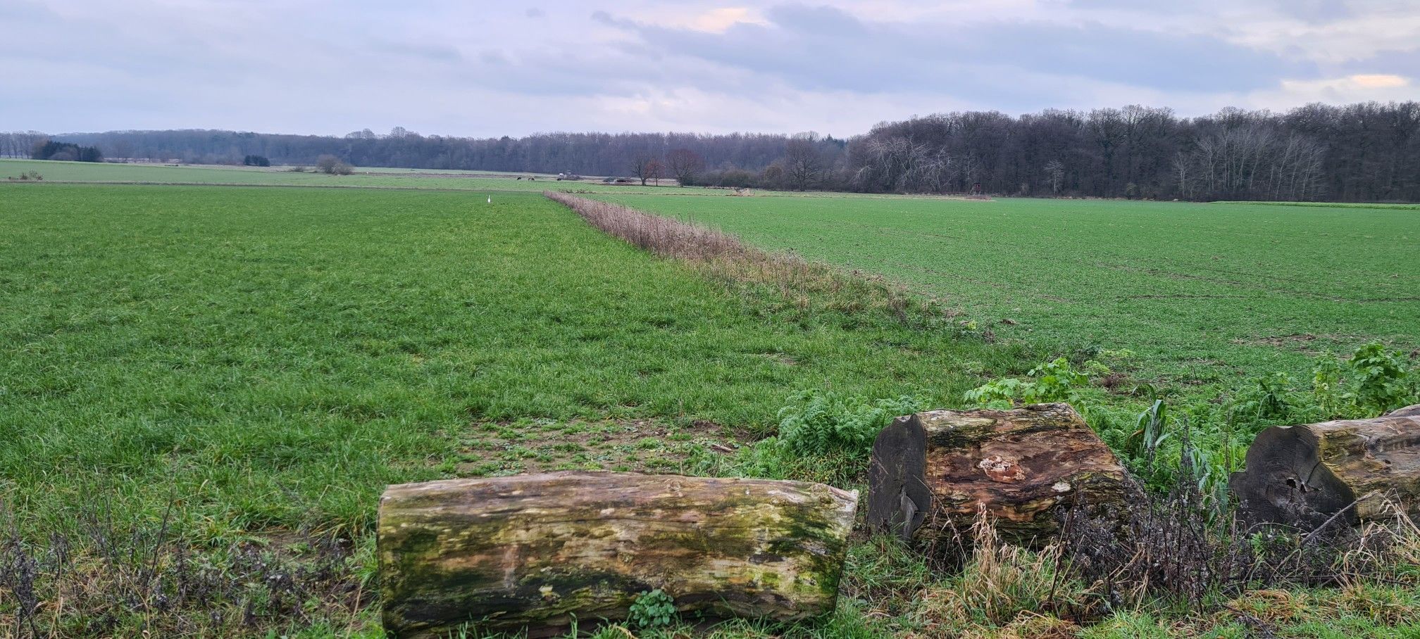 Hohe Holz