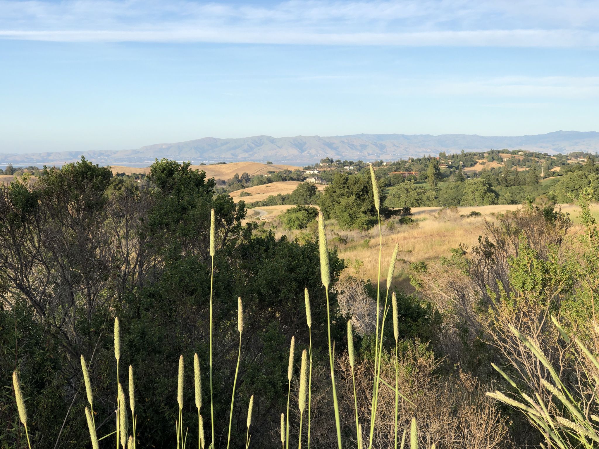 Tall grasses in foreground with rolling hills and distant mountains under clear sky. - Meadowlark Trail to Woodland Star Trail via View Point Trail loop