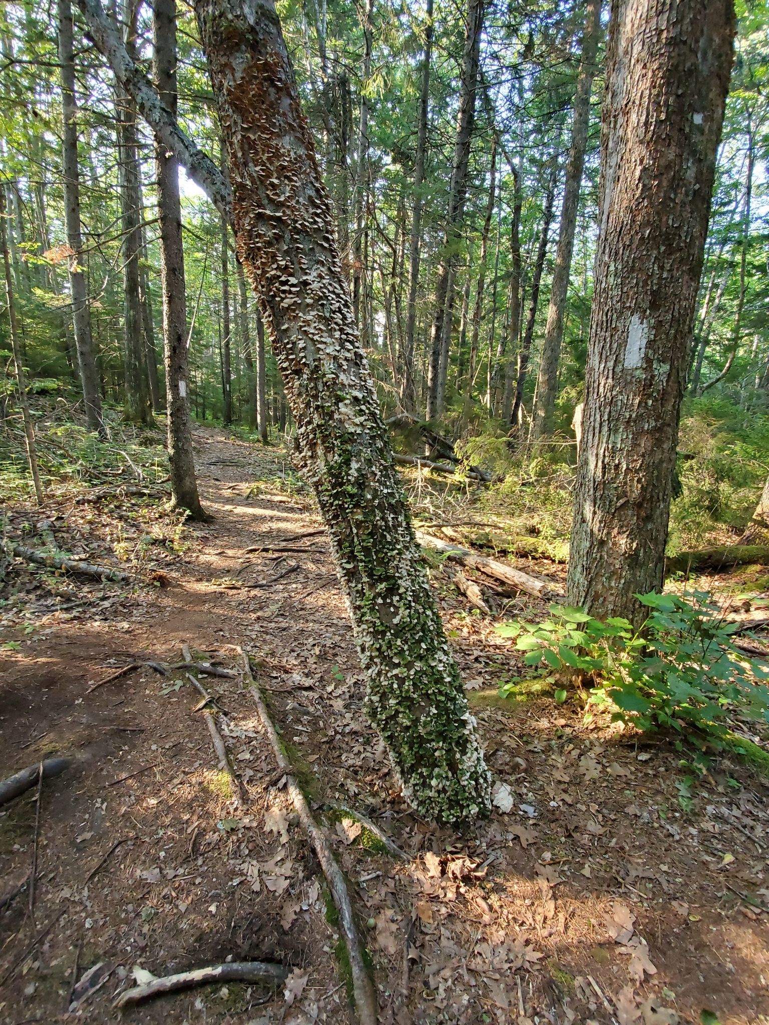 A forest path with a leaning tree covered in lichen, dappled sunlight. - Gregory Trail loop & Oak Point Farm loop