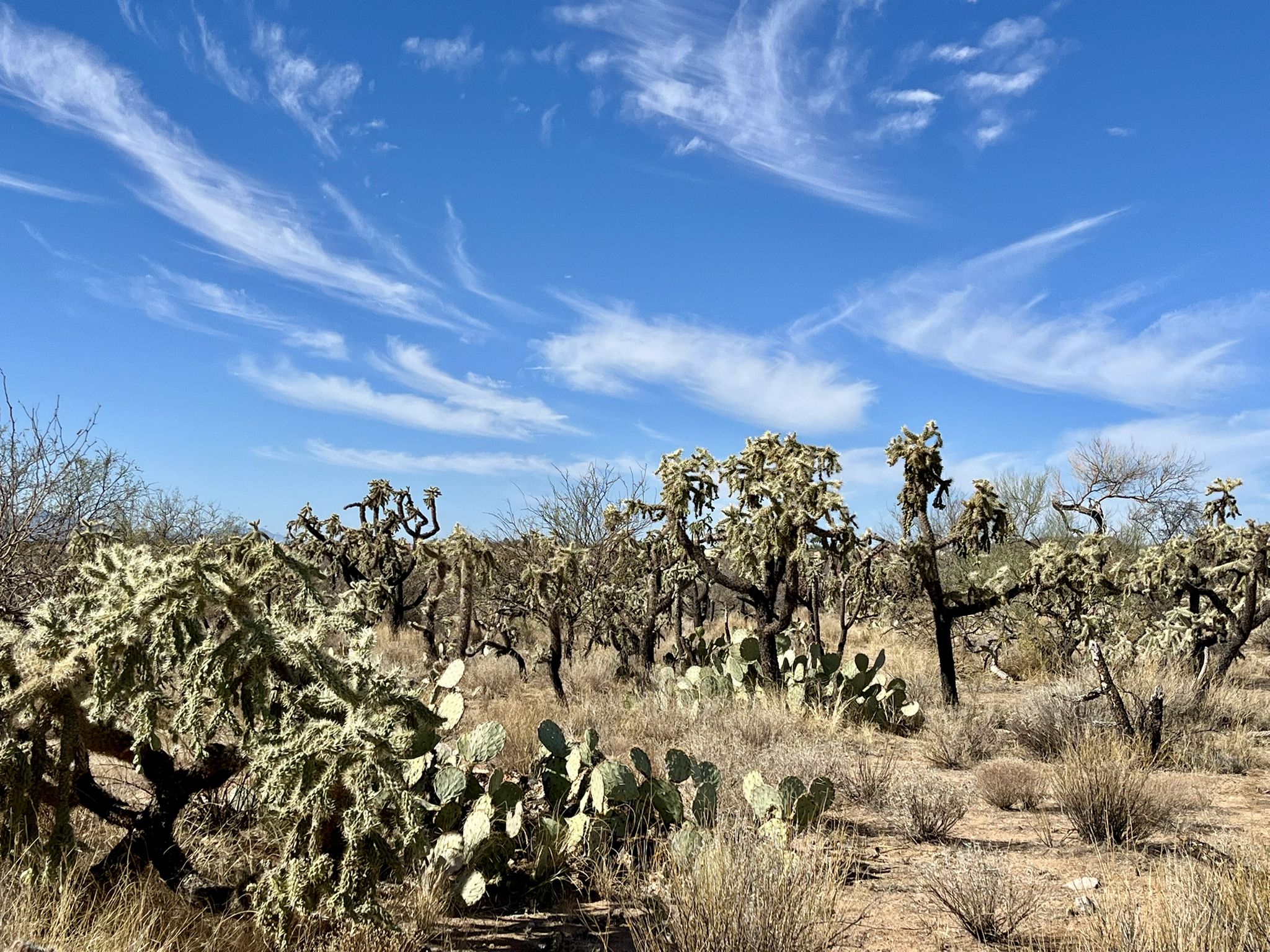 Cholla and prickly pear cacti in a desert landscape under a blue sky. - Flowering Choya loop from Honey Bee Biological Corridor