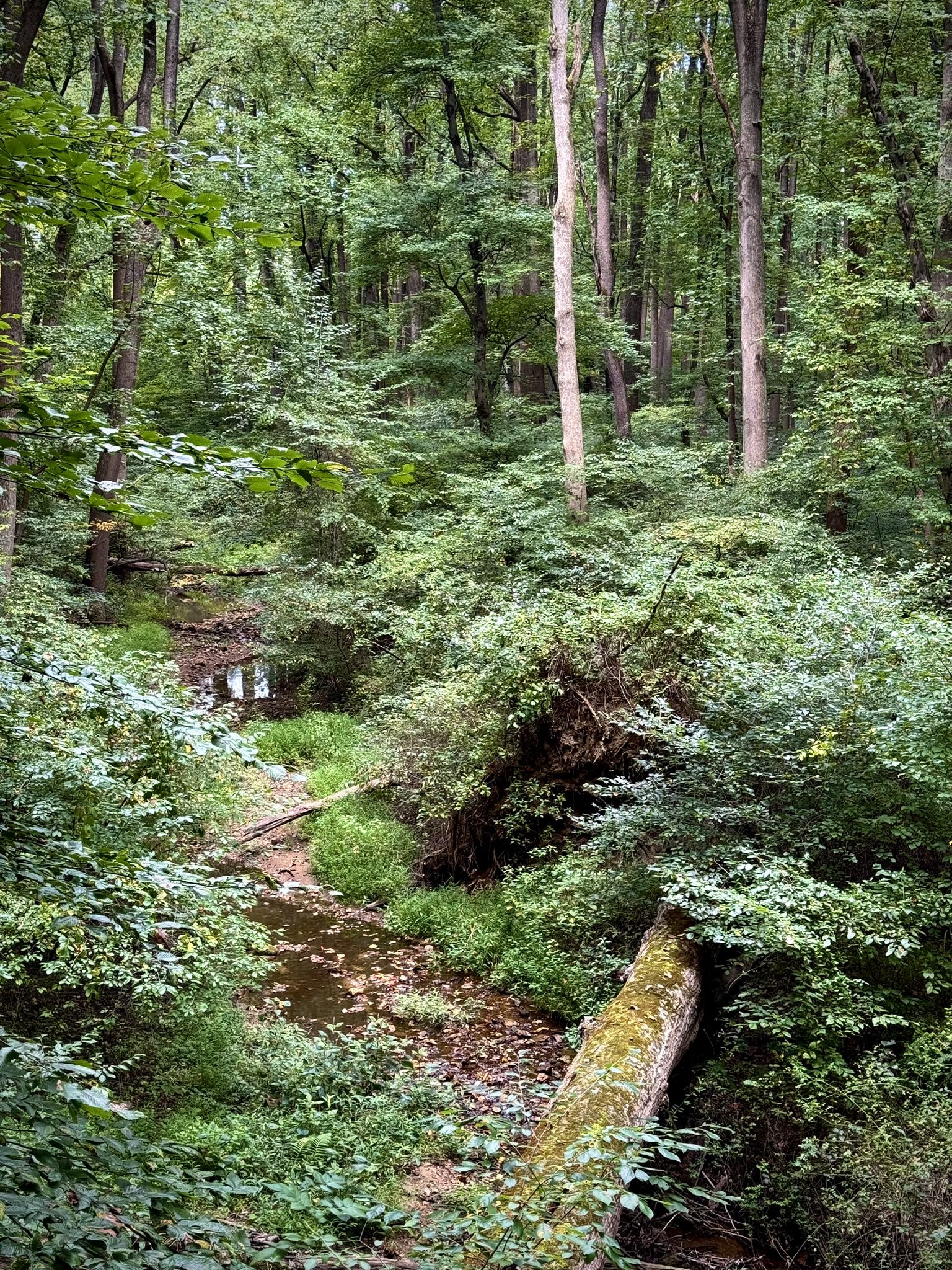 Lush green forest with a stream and a mossy fallen log. - Pike Creek – William M. Redd, Jr. Park loop from Milford Crossroads