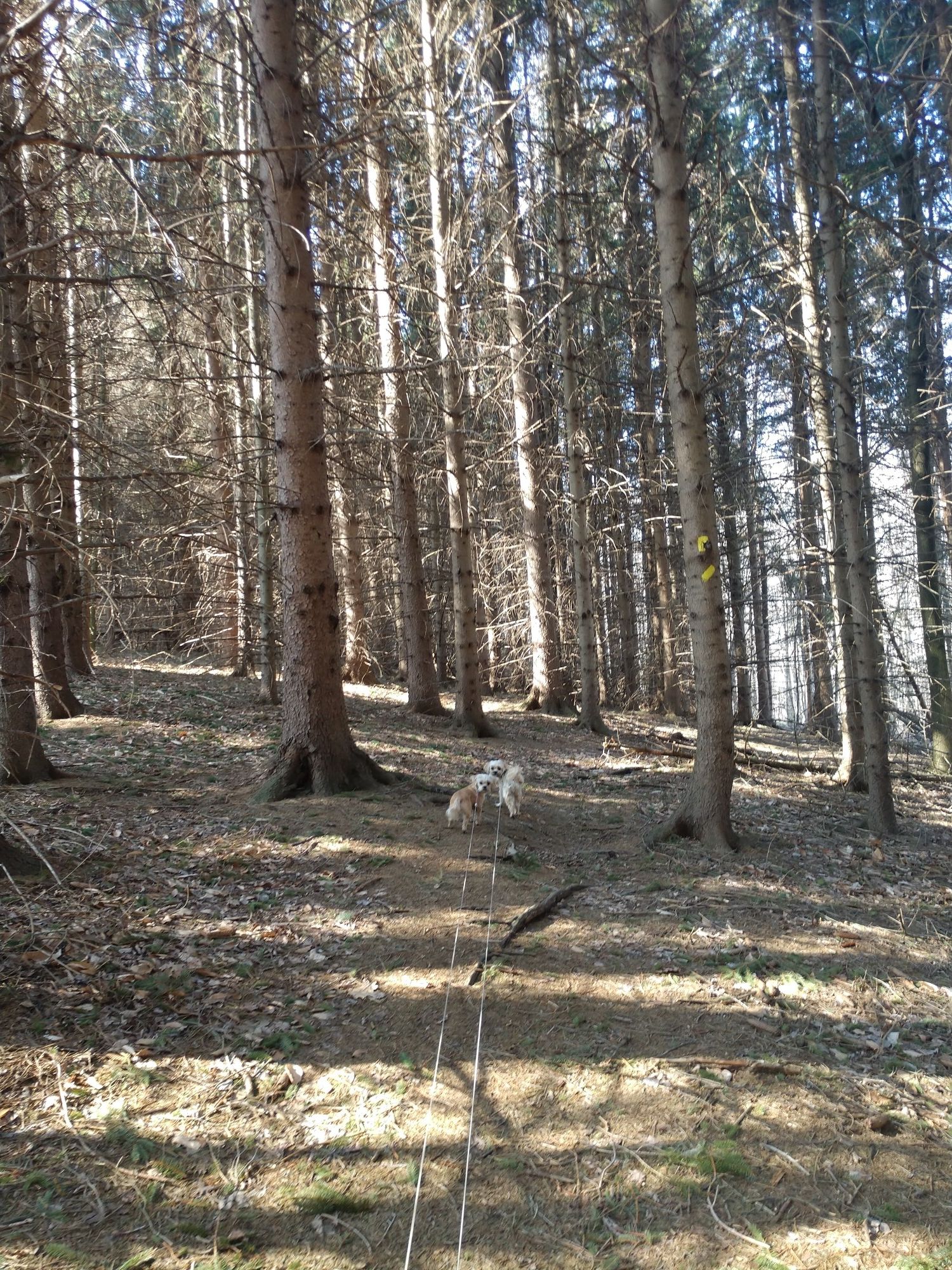 A small dog on a sun-dappled forest floor among tall, slender trees. - Carlton Hill Southwest Trail