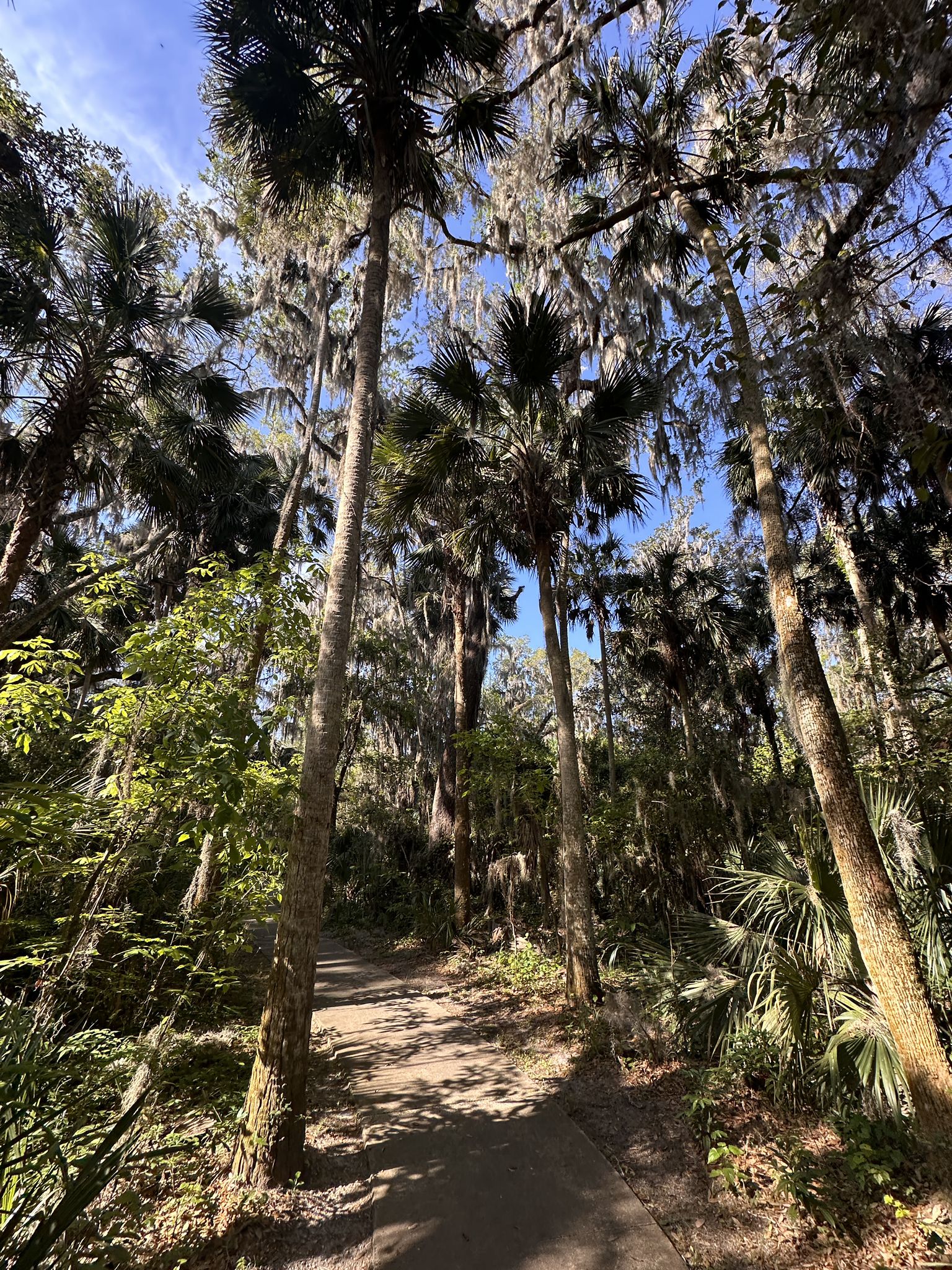 Paved path winding through a sunny forest of tall palms and mossy trees. - Green Springs Park Trails