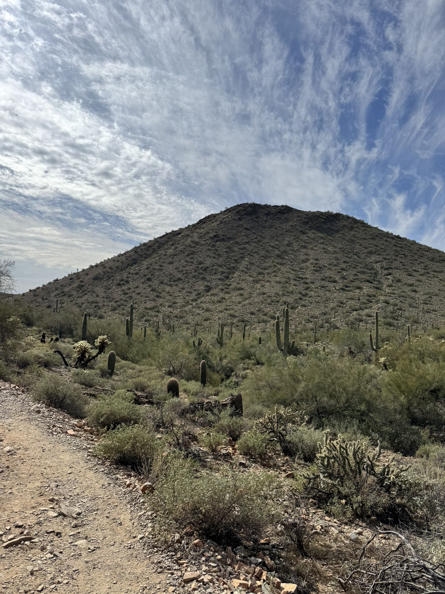 Desert mountain covered in cacti and scrub, with a dirt path foreground. - Lost Dog to Quartz Trail