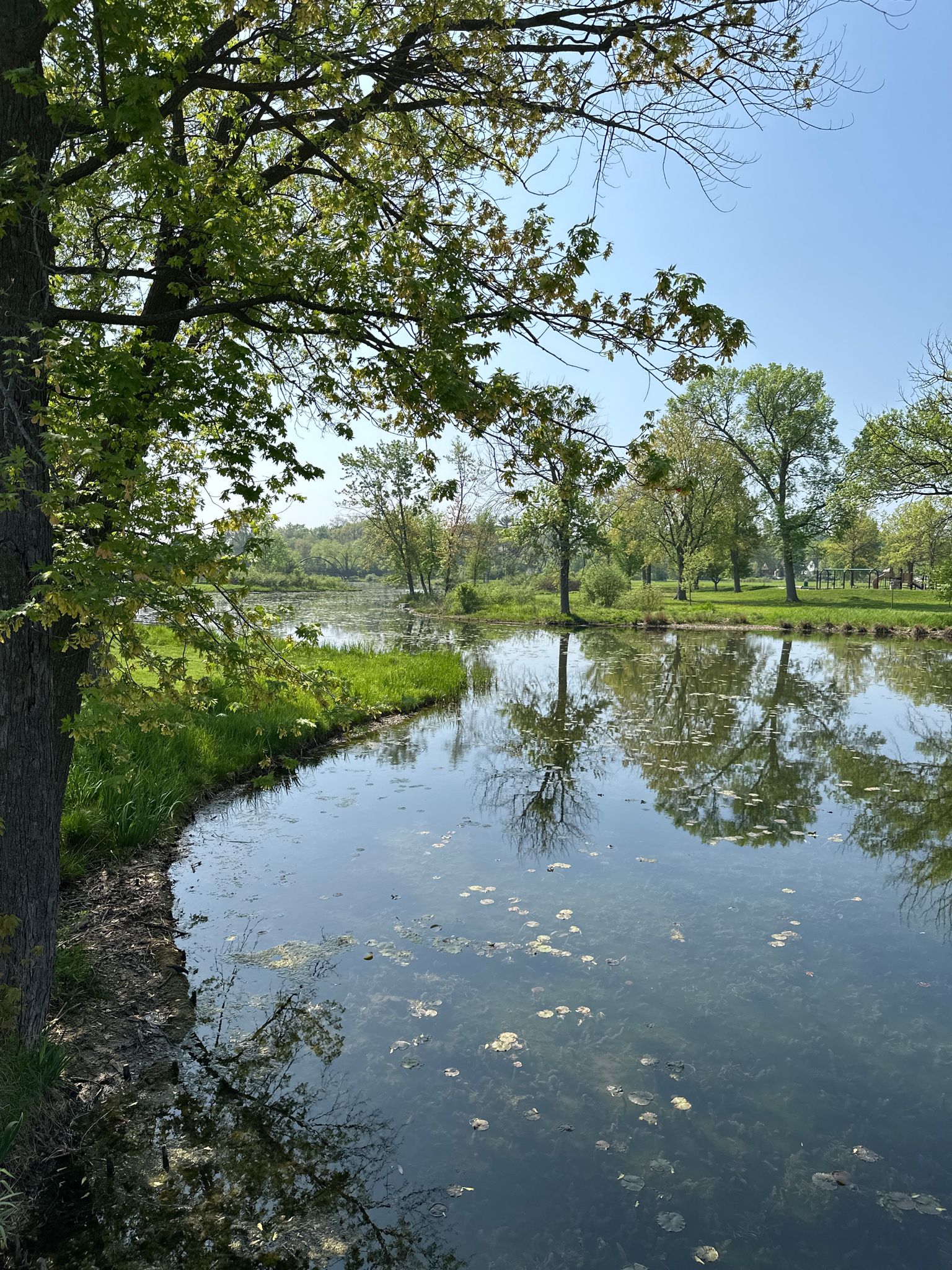 Sunny pond reflecting trees, with lush green banks and clear sky. - Ed Jepsen Way