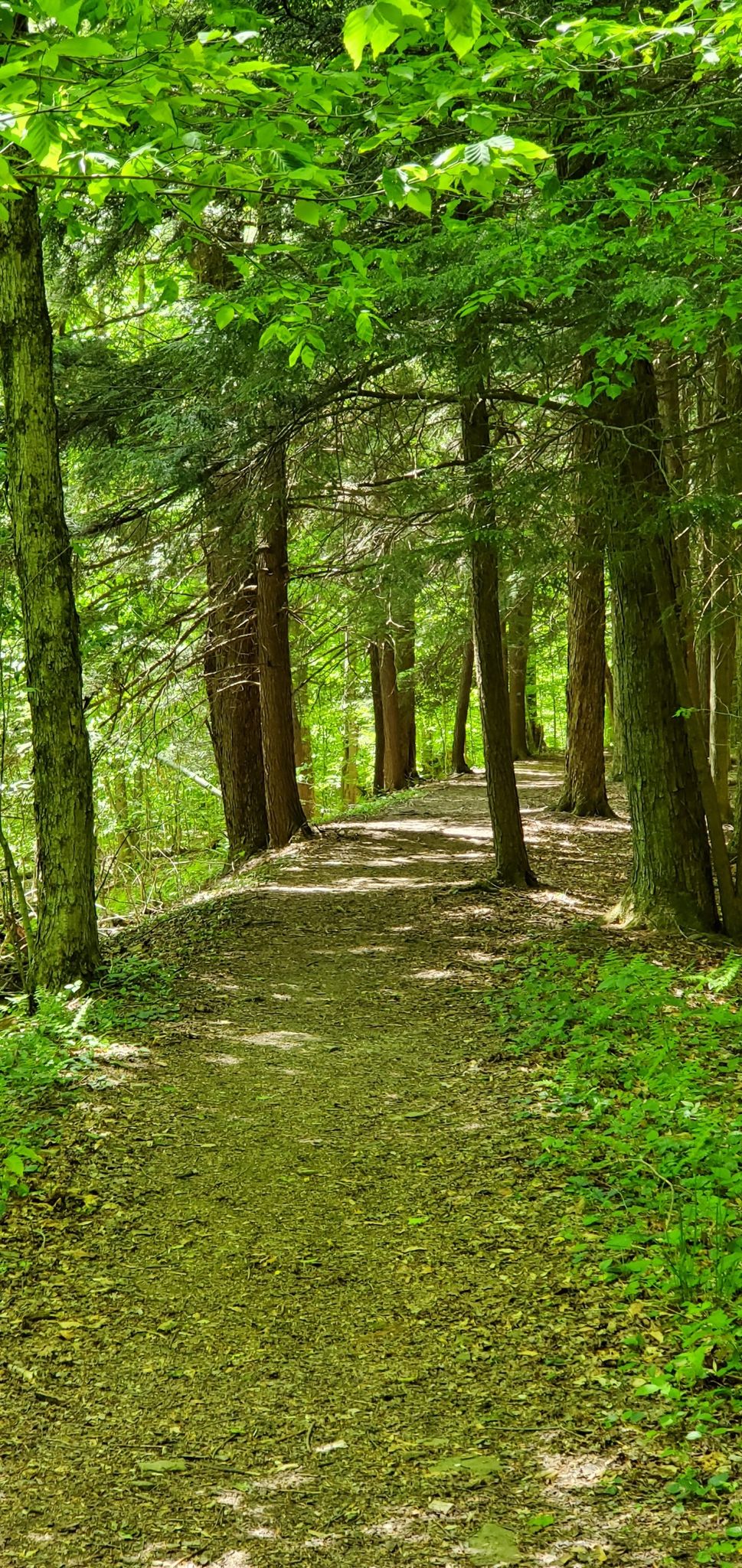 A shaded forest path winds through tall trees with lush green foliage. - Black Snake Mountain Trail Loop