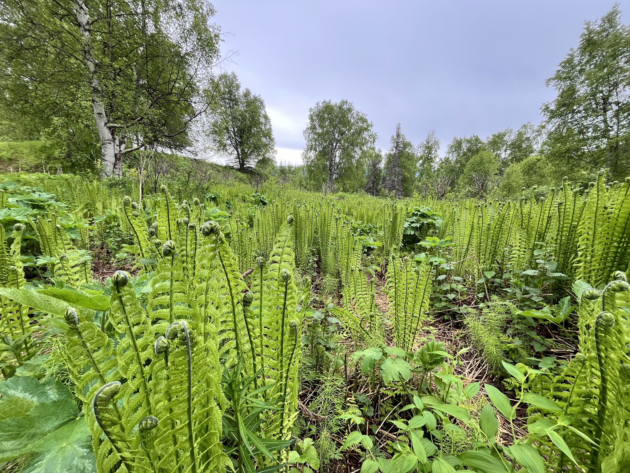 A lush green field of ferns under an overcast sky with distant trees. - Government Peak – Fern Meadow loop from Government Peak Recreation Area