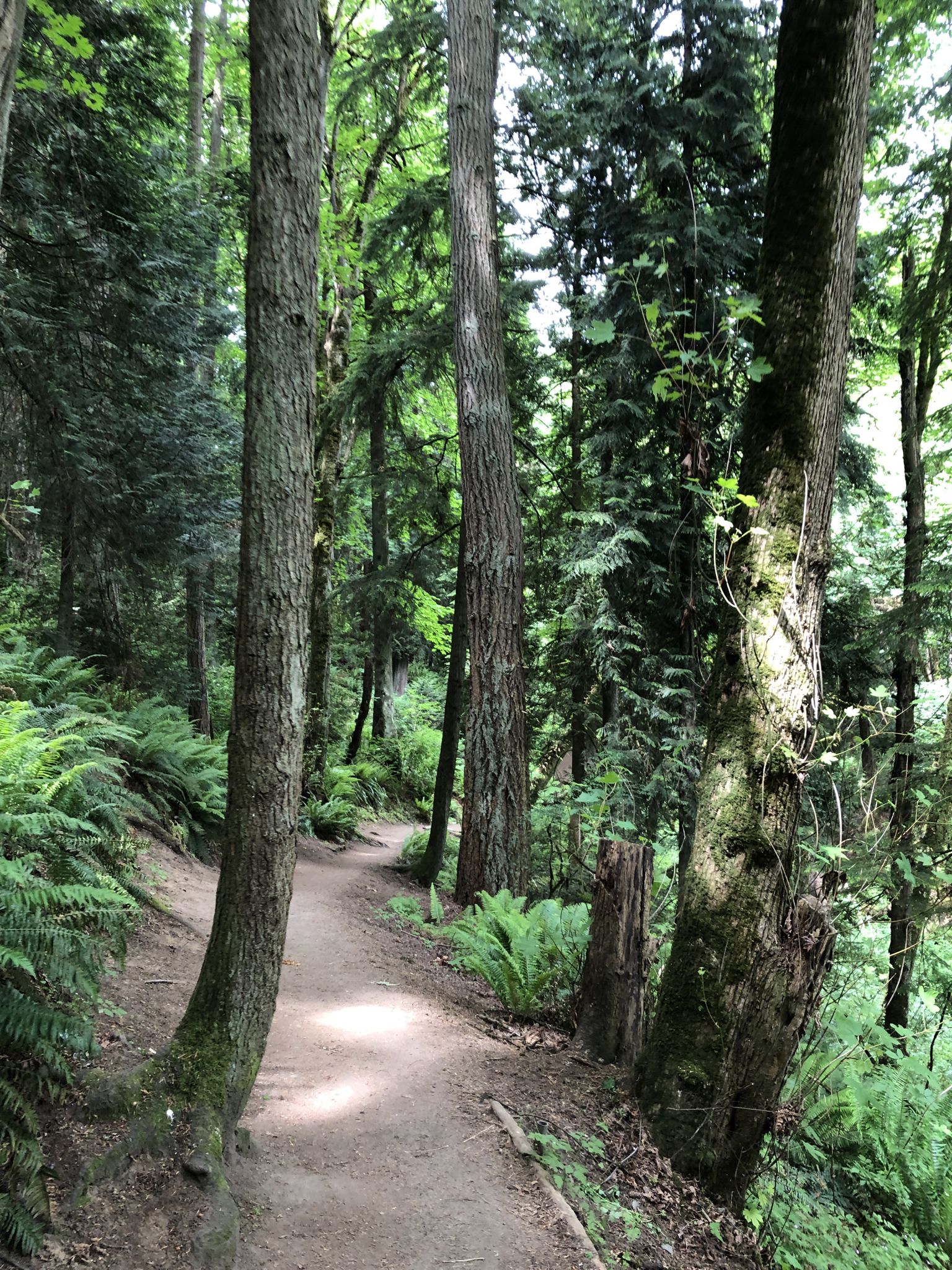 A winding dirt path through a dense, sun-dappled forest with ferns. - South Ridge Loop – Saint Edward State Park