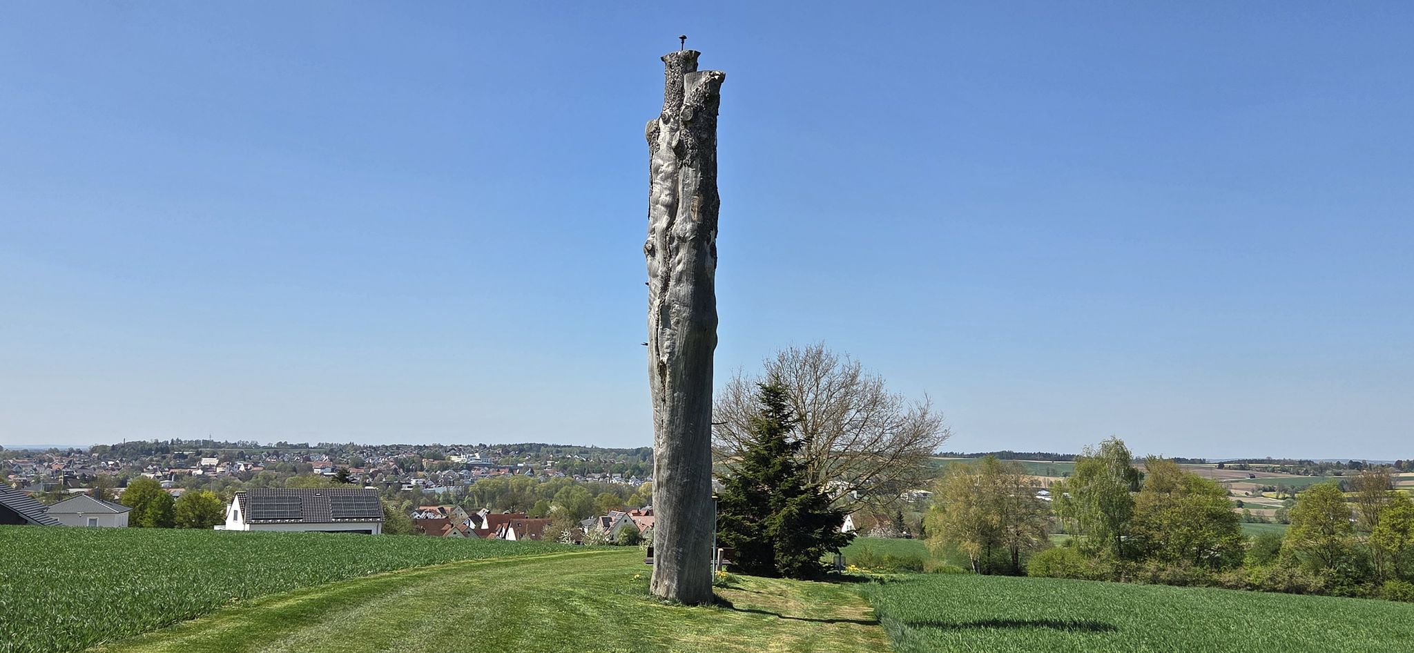 Die Napoleonstanne bei Gottmannshofen, ein historisches Naturdenkmal, daß seit 1905 an die Schlacht bei Wertingen von 1805 erinnert.