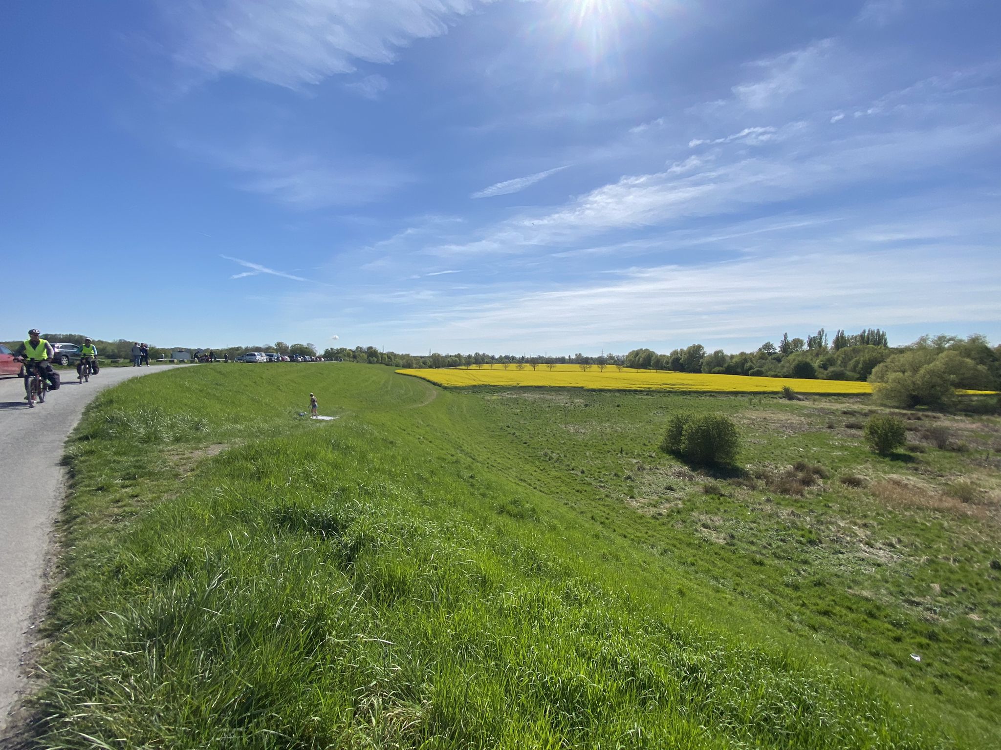 Rapsblüte in den Rheinwiesen