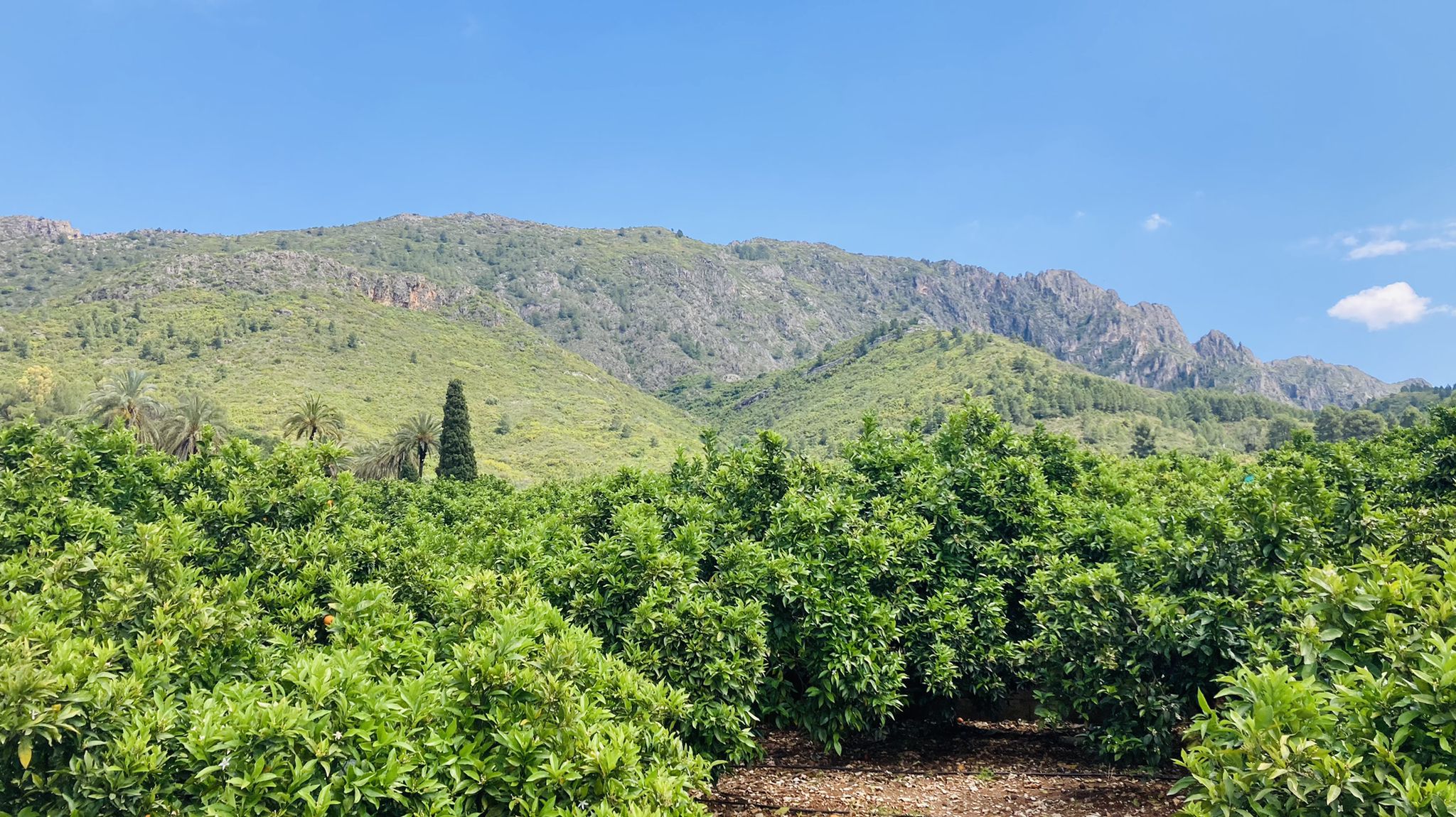 Serra de les Agulles