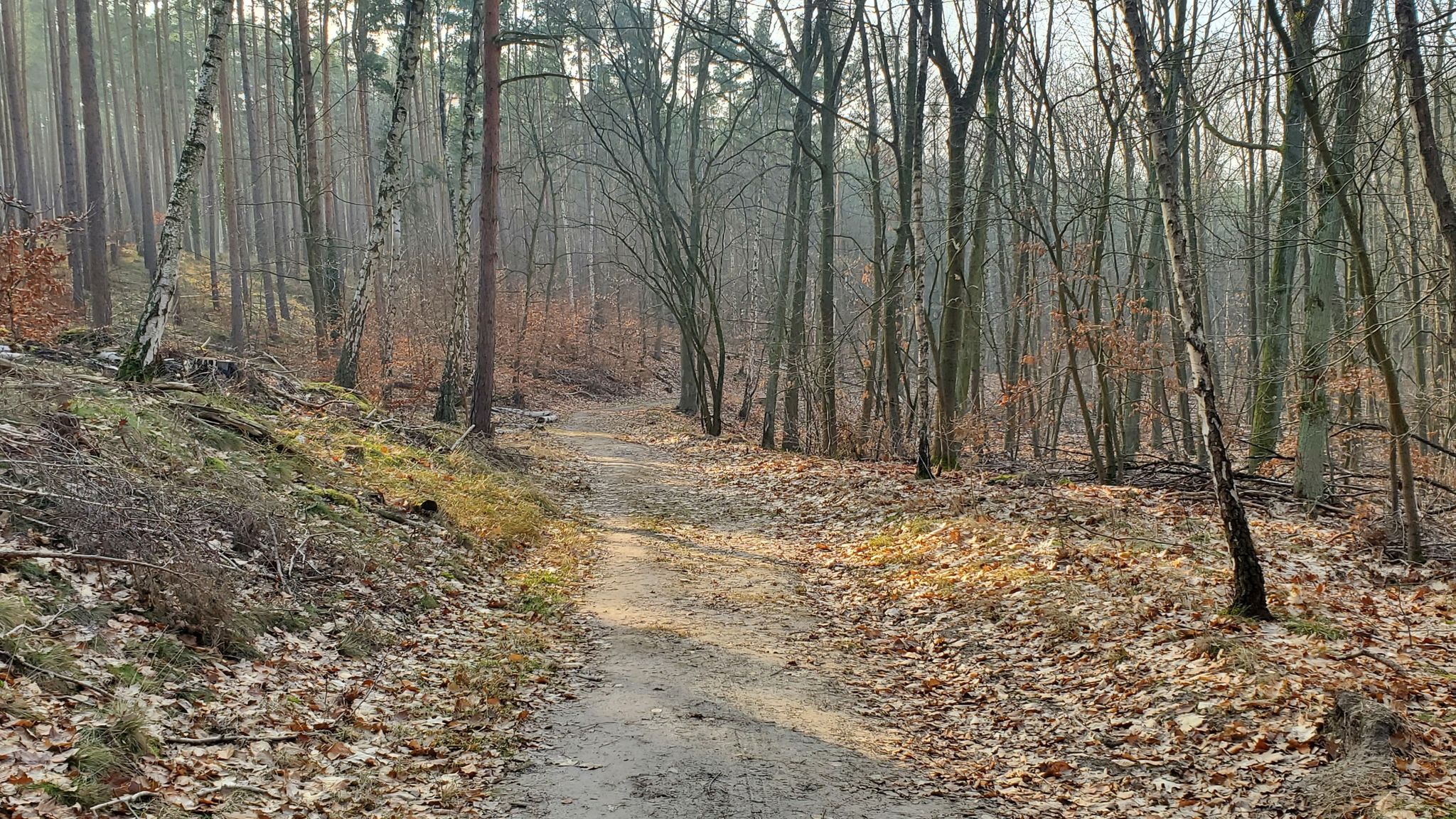 Höhenweg nach Caputh