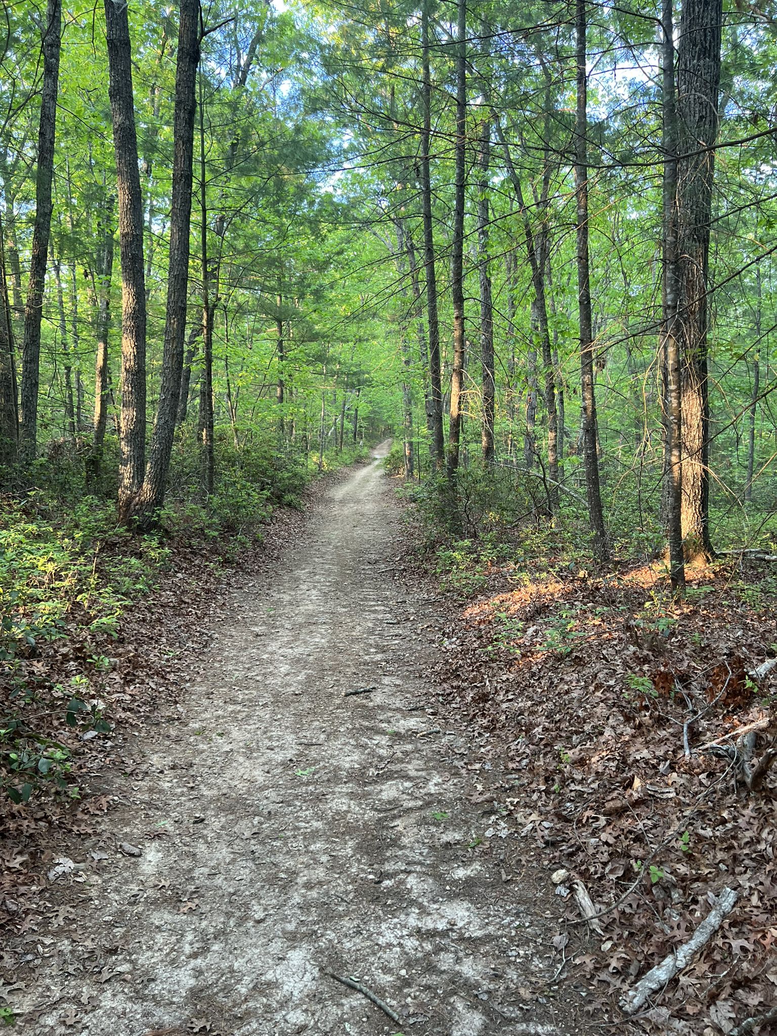 A sun-dappled dirt path winds through a dense green forest. - Cabell Trail and Tye River Overlook Loop