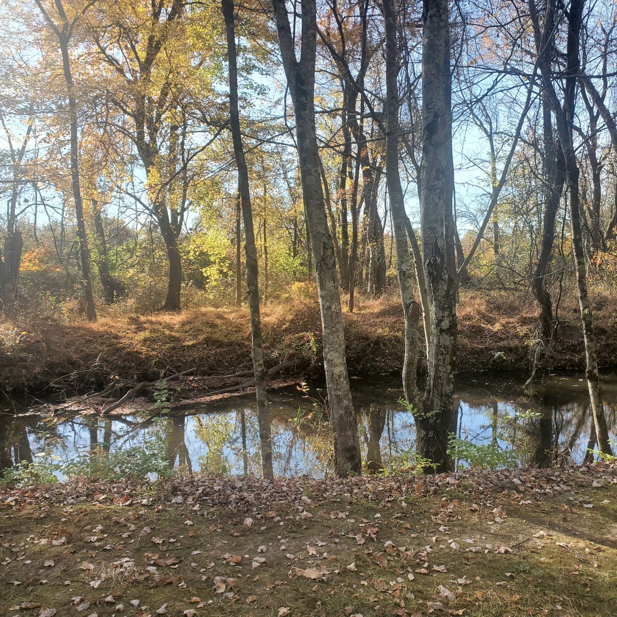 Small stream flowing through an autumn forest with reflections in the water. - College Park Airport – Northeast Branch Trail loop from Georgia Avenue–Petworth