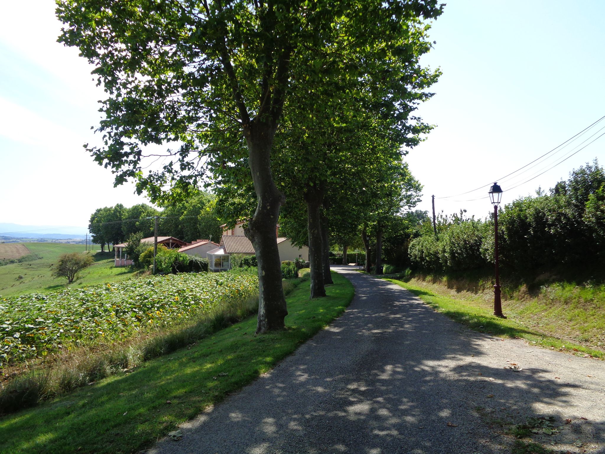 A little afternoon, a bit surprised by the sudden rise in temperature after a few milder weeks. The shady road in Esplas is nice.