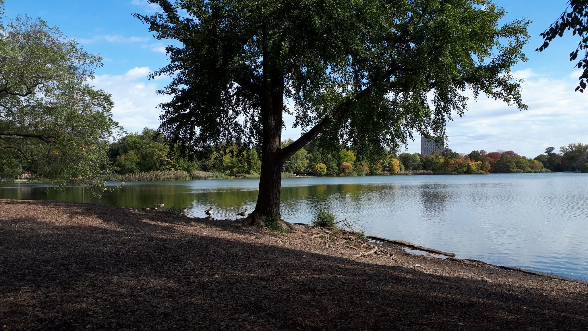 Large tree by a calm lake with ducks, under a partly cloudy sky. - Prospect Park Loop – Prospect Park loop from Prospect Avenue