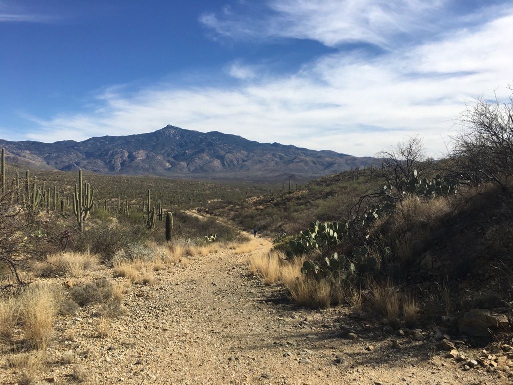 Dirt trail leading towards distant mountains in a desert landscape. - Hope Camp Trail – Rincon Creek loop from Camino Loma Alta