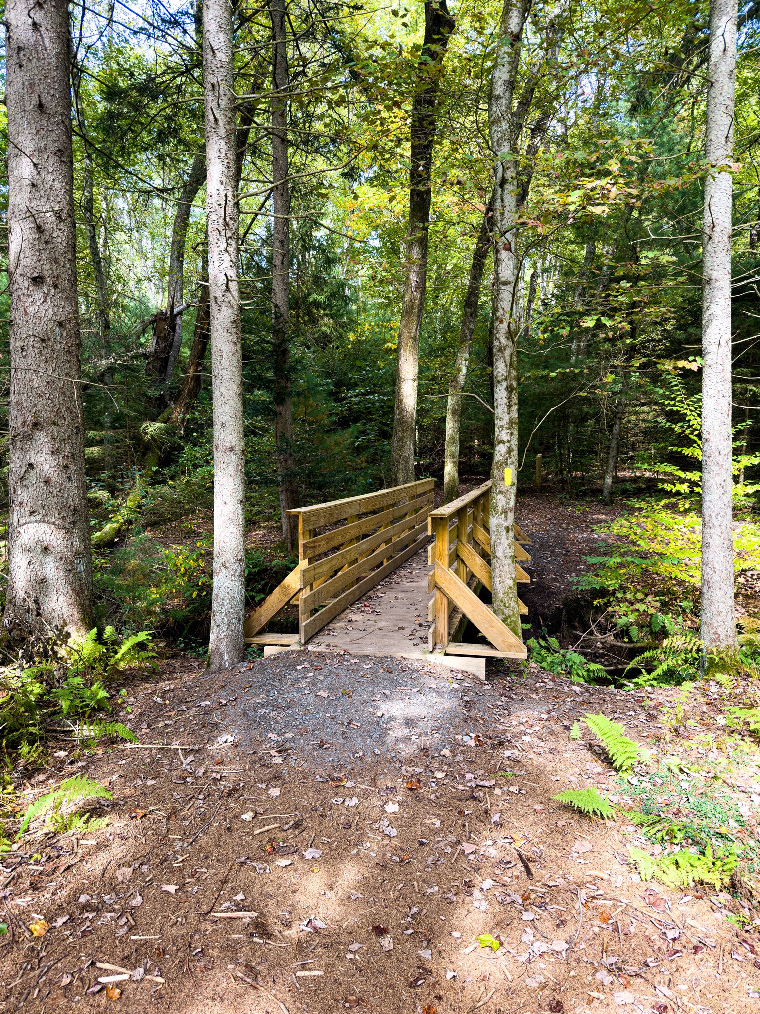 A wooden bridge spans a small stream in a bright, green forest. - Belding Blue Trail to Yellow Trail Loop