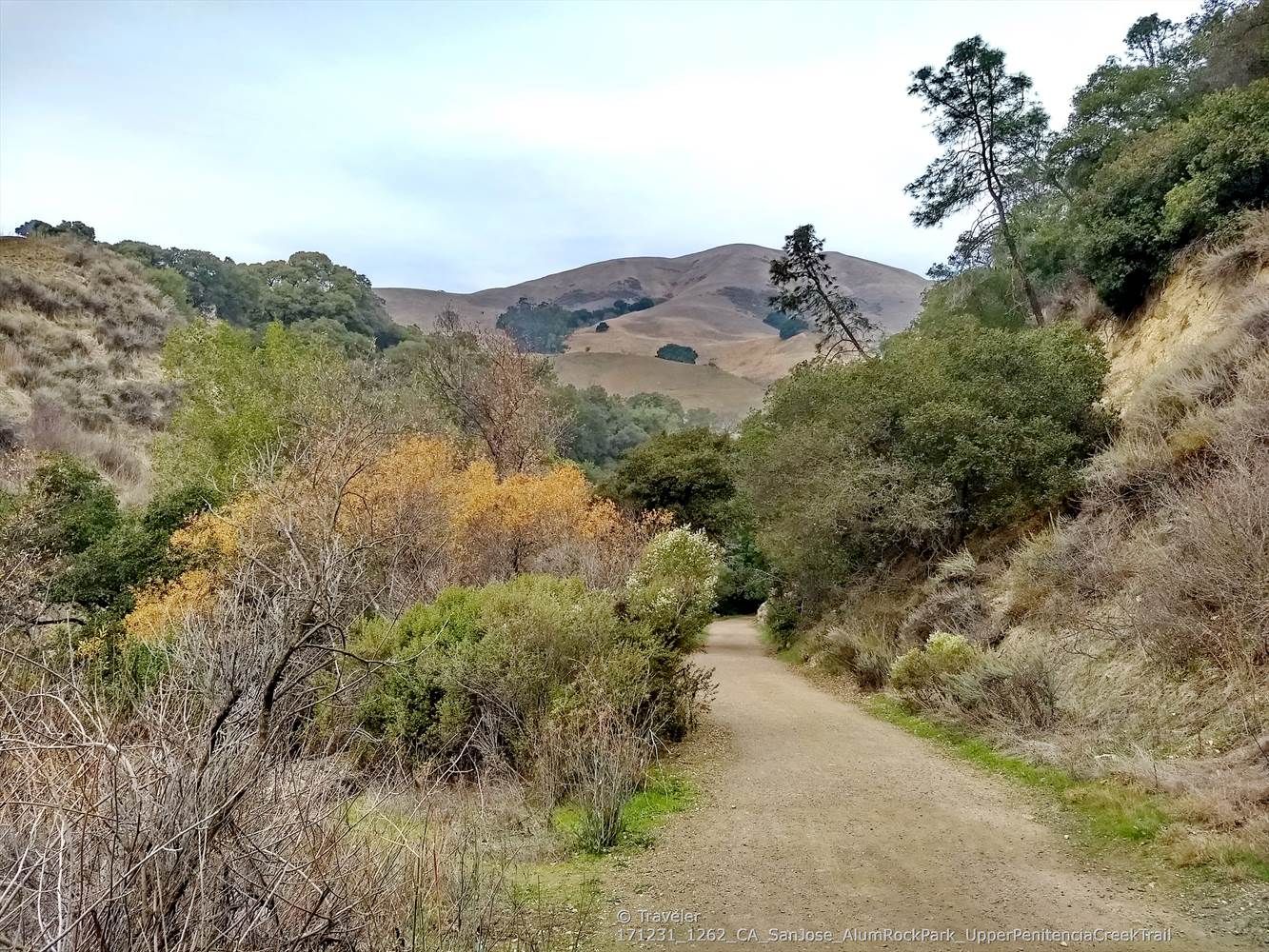 A dirt path winds through green and golden hills under an overcast sky. - Penitencia Creek and North Rim Loop
