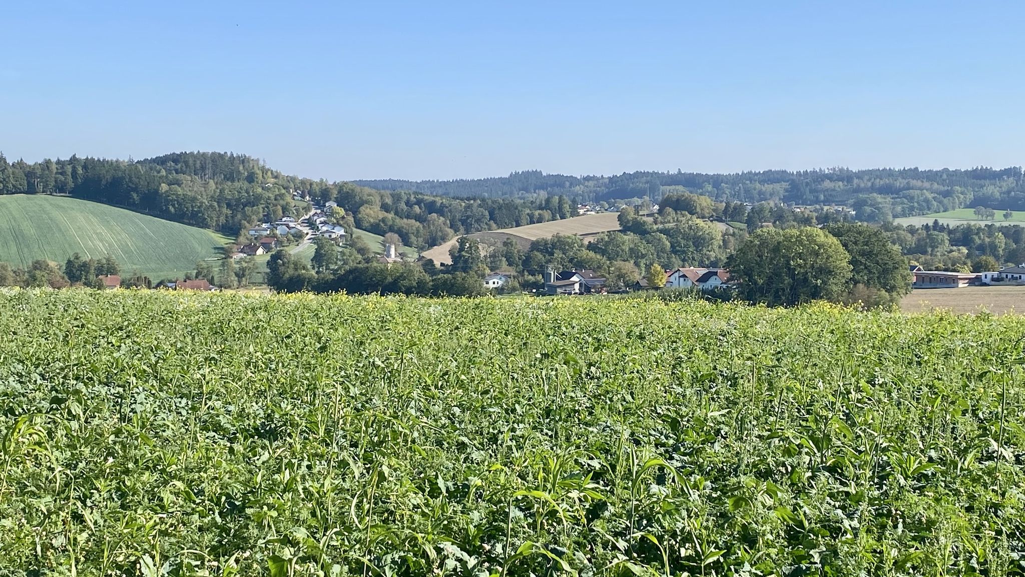 Blick Süden: Kalteneck & Schmieding, Linetwald