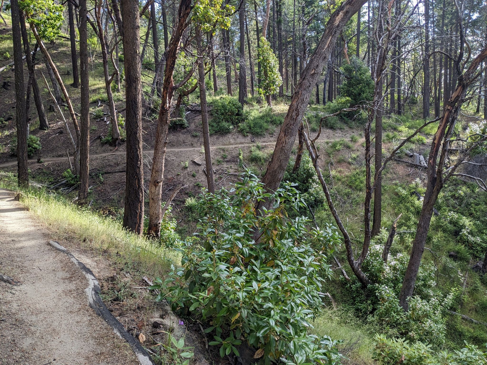 A winding dirt path through a sun-dappled, dense forest with tall trees. - Lower Wonder, Fell on Knee, and Forest Service Road 300 Loop