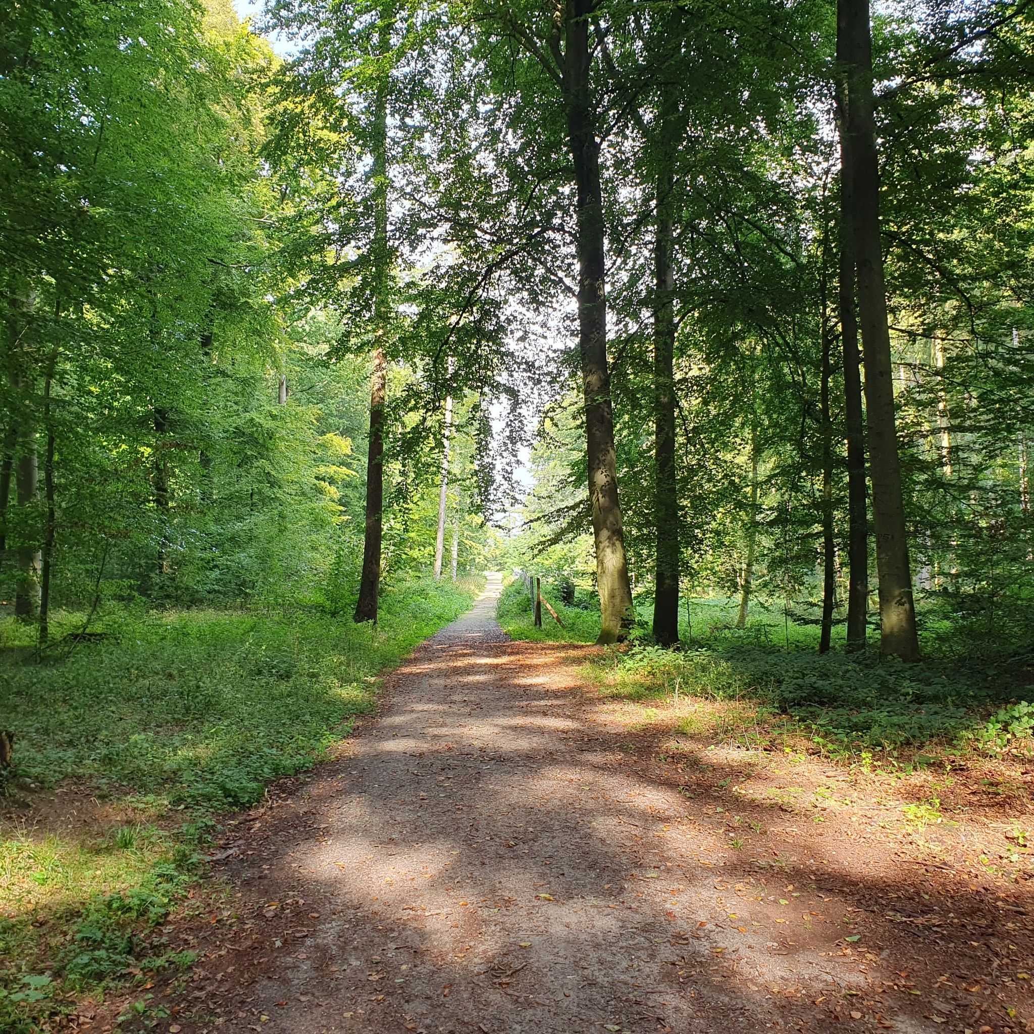 Weg aus dem Wald zum Parkplatz